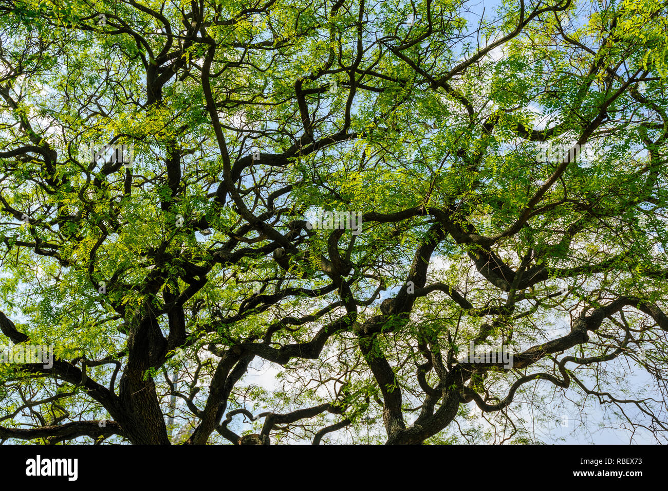 Bellissimo albero corona con serpentina rami e foglie verdi contro un cielo blu. Foto Stock