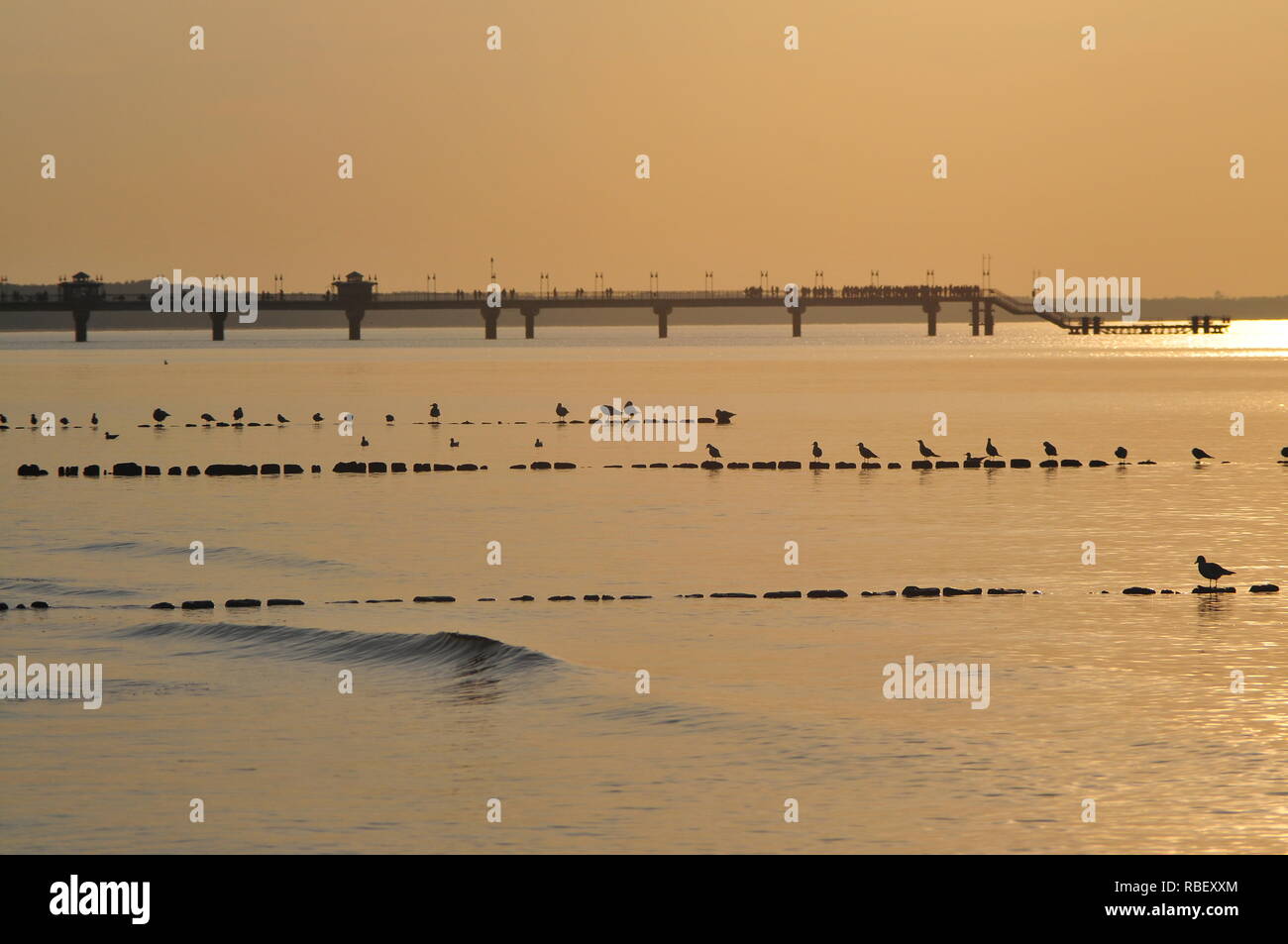 I gabbiani (Ross il gabbiano, Rhodostethia rosea) in piedi in fila su i poli del frangiflutti al tramonto con un molo Miedzyzdroje in background. Foto Stock