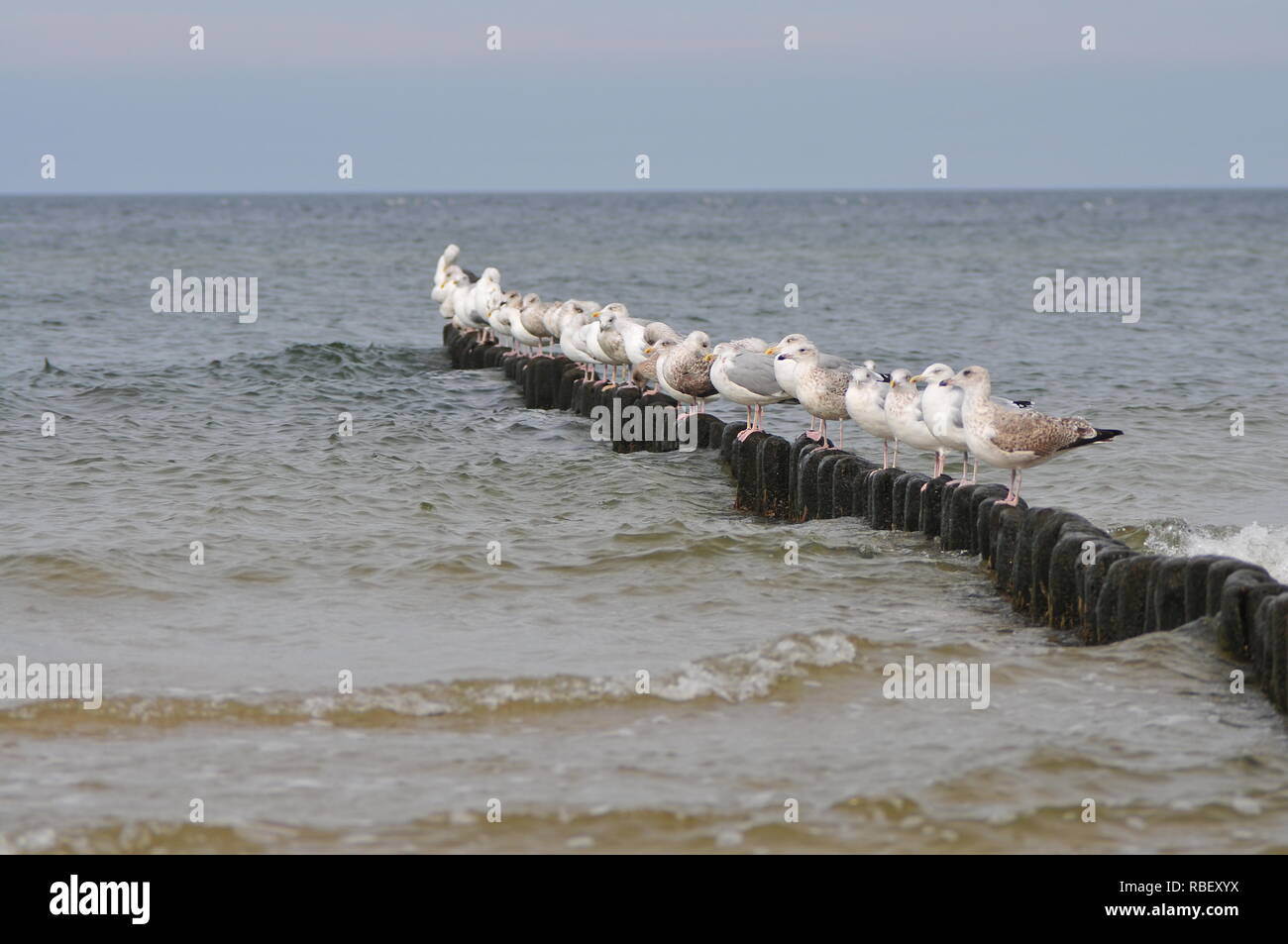 I gabbiani in piedi in fila su i poli del frangionde Foto Stock