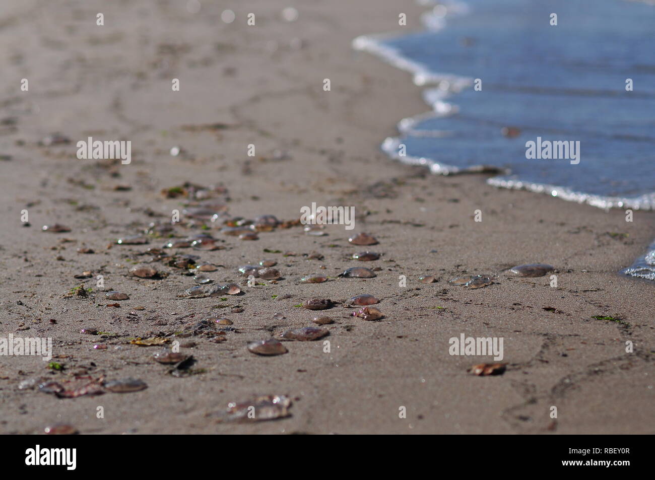Gruppo di Aurelia aurita (comune meduse, luna meduse, moon jelly, saucer jelly) giacente sulla spiaggia Foto Stock
