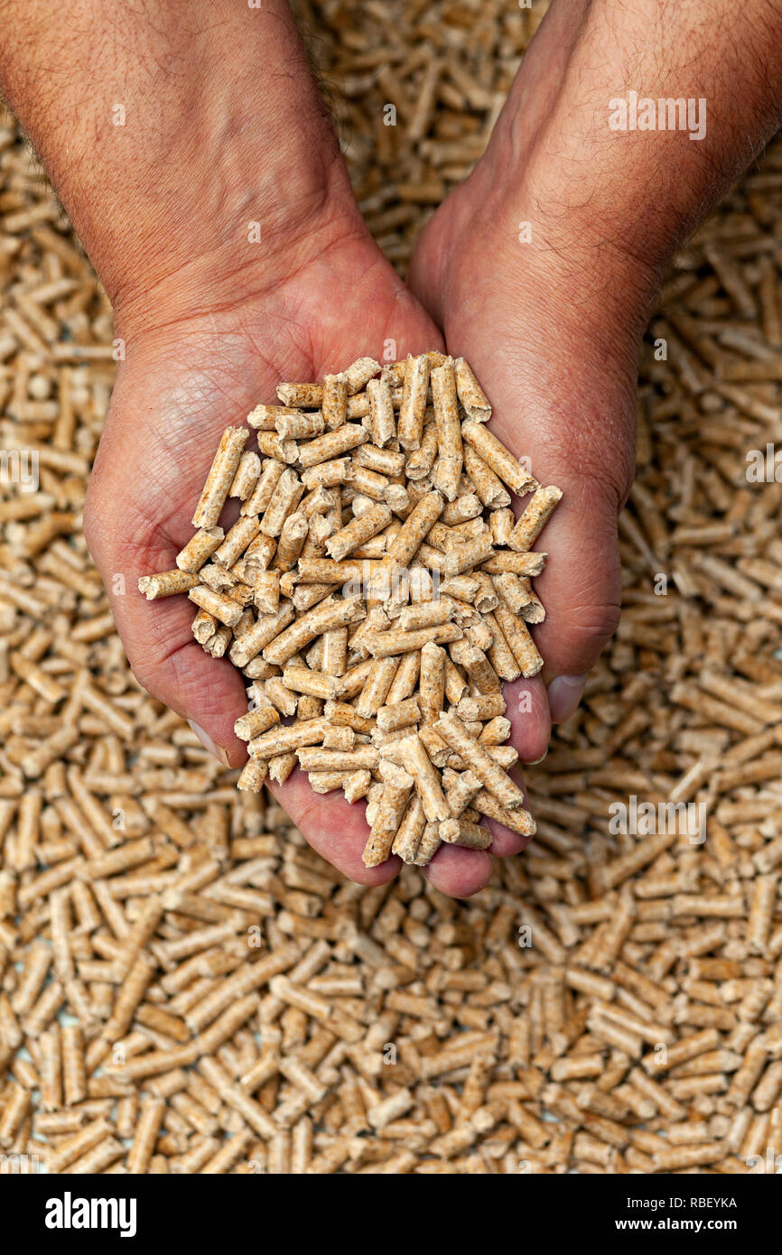 Biocarburanti alternativi da segatura pellet di legno in mani. Foto Stock