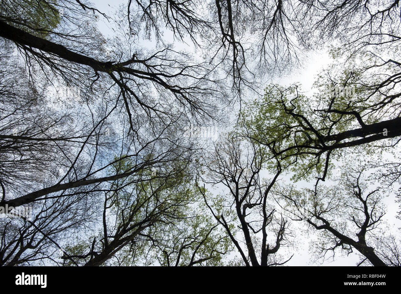 Ampio angolo di visione del nord del bosco di latifoglie, inizio a verde in primavera Foto Stock