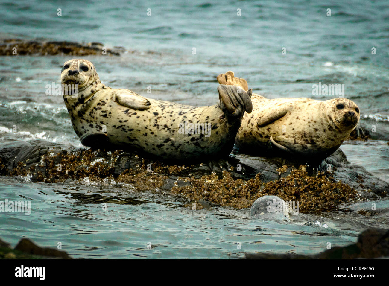 Due guarnizioni Earless ensoleillement stessi su una roccia. Foto Stock