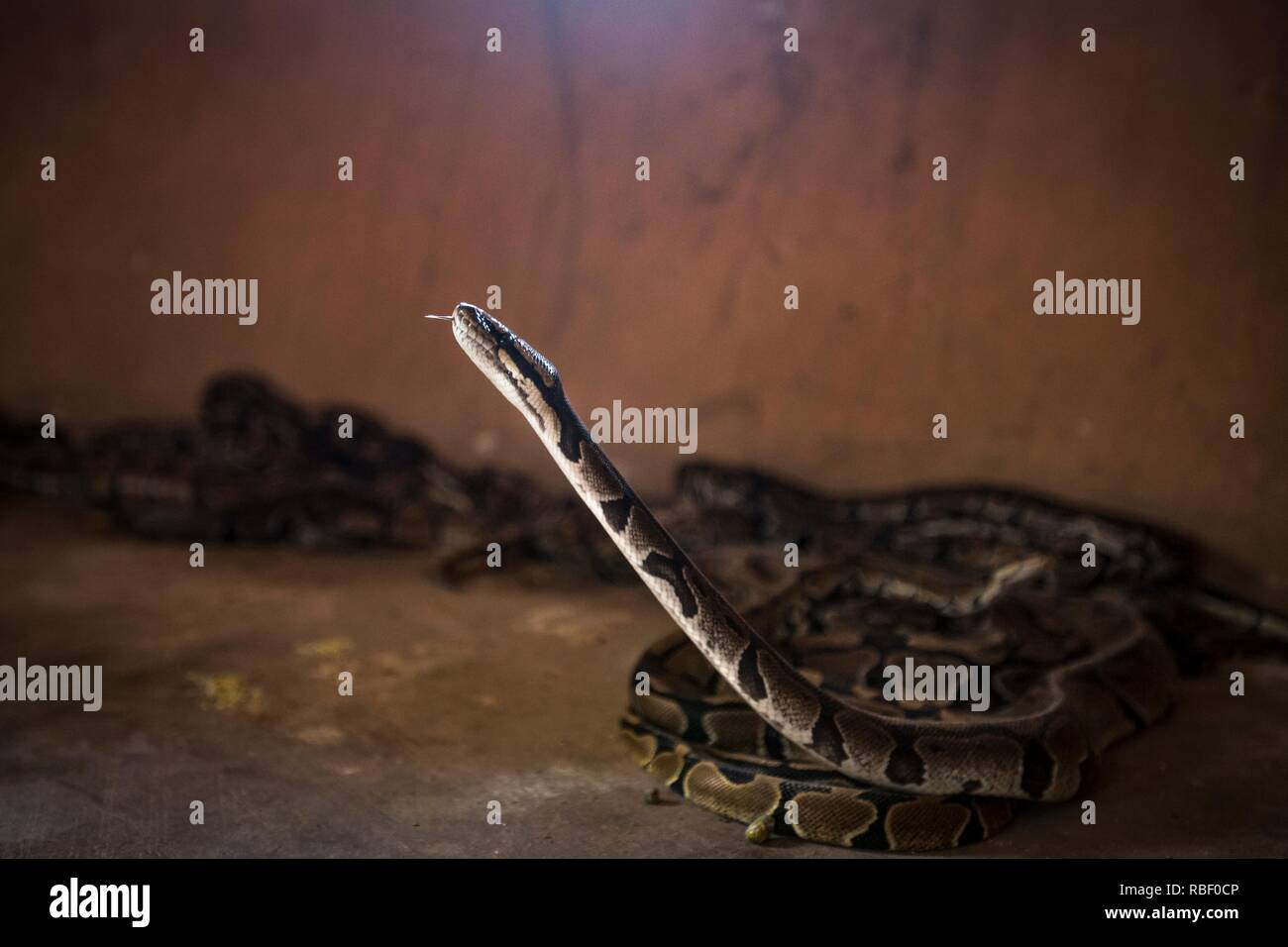 Royal Python Temple (Tempio des pitoni) a Ouidah, Benin, Africa. Foto Stock