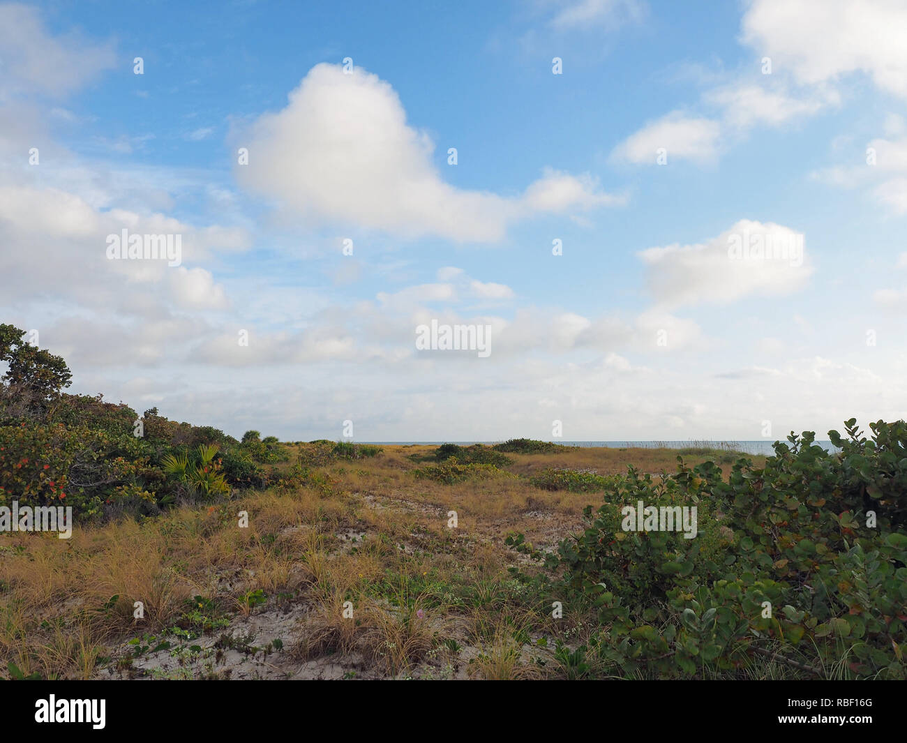 Le dune di sabbia e vegetazione di Bill Baggs Cape Florida State Park di Key Biscayne, Florida. Foto Stock