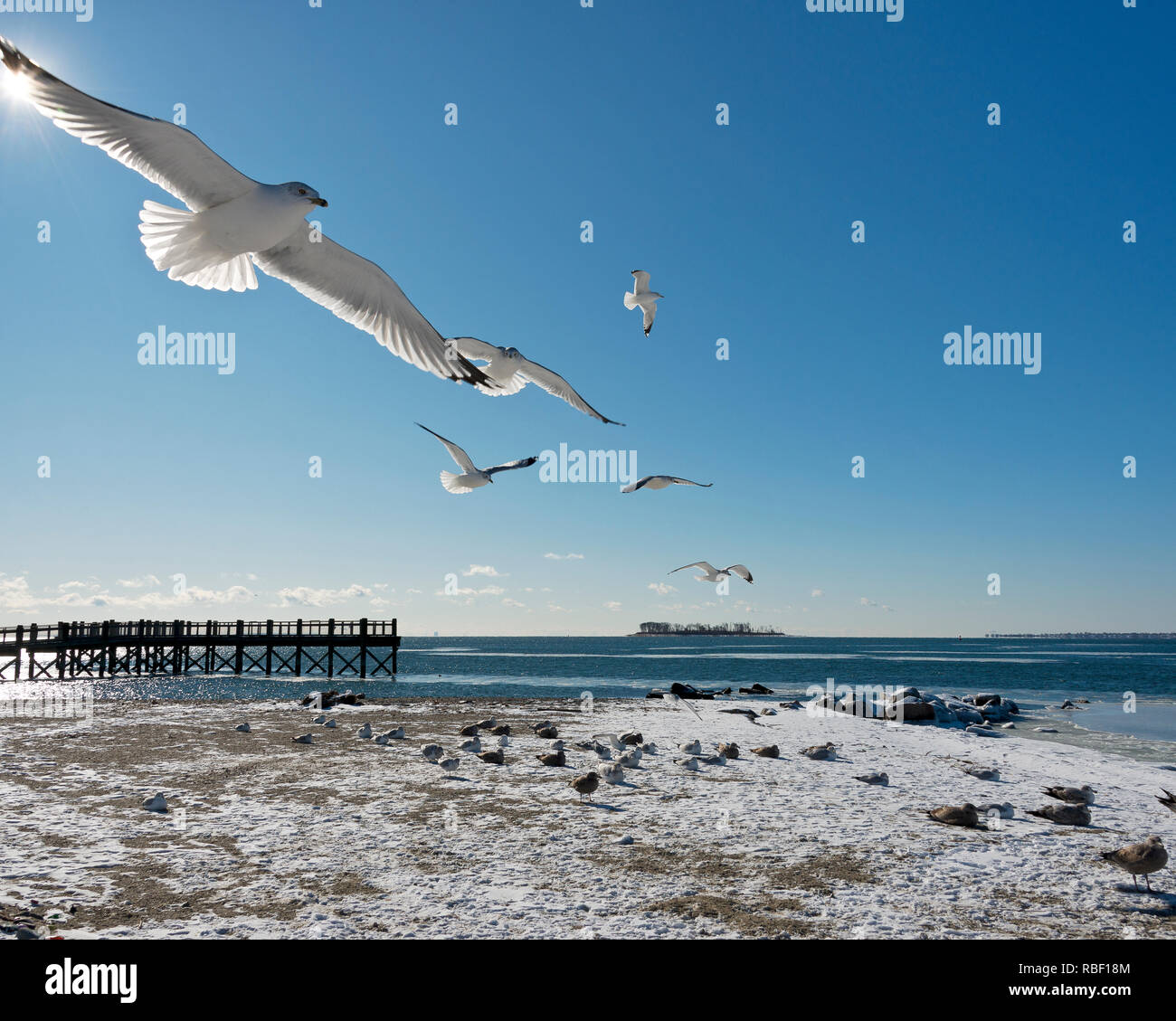 Un inverno pieno di sole nel pomeriggio con i gabbiani volare alla spiaggia del golfo di Milford, Connecticut guardando a Long Island Sound collegato all'Oceano Atlantico Foto Stock
