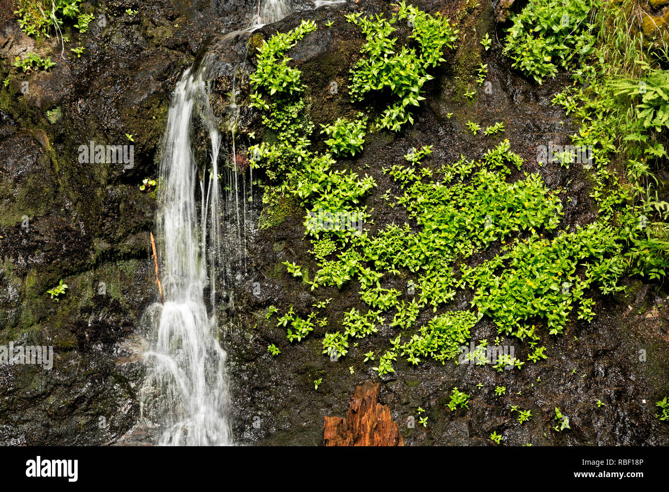 WA15711-00...WASHINGTON - Falls Creek Falls è quasi un trickle a metà estate, situato sulla Stevens Canyon Road in Mount Rainier National Park. Foto Stock