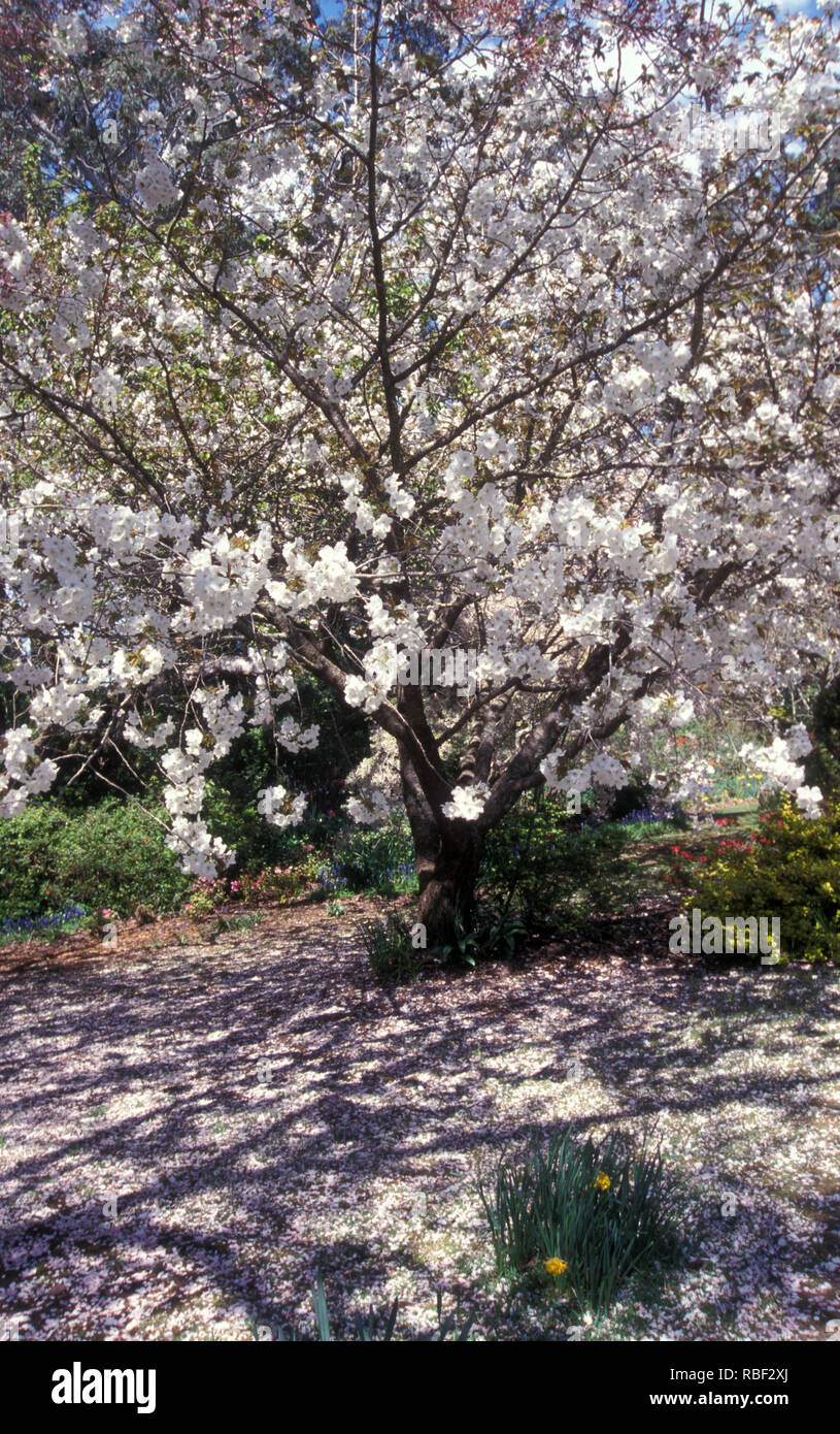 Giardino di primavera con la fioritura ciliegio in fiore, Mount Wilson nelle Blue Mountains, Nuovo Galles del Sud, Australia. Foto Stock