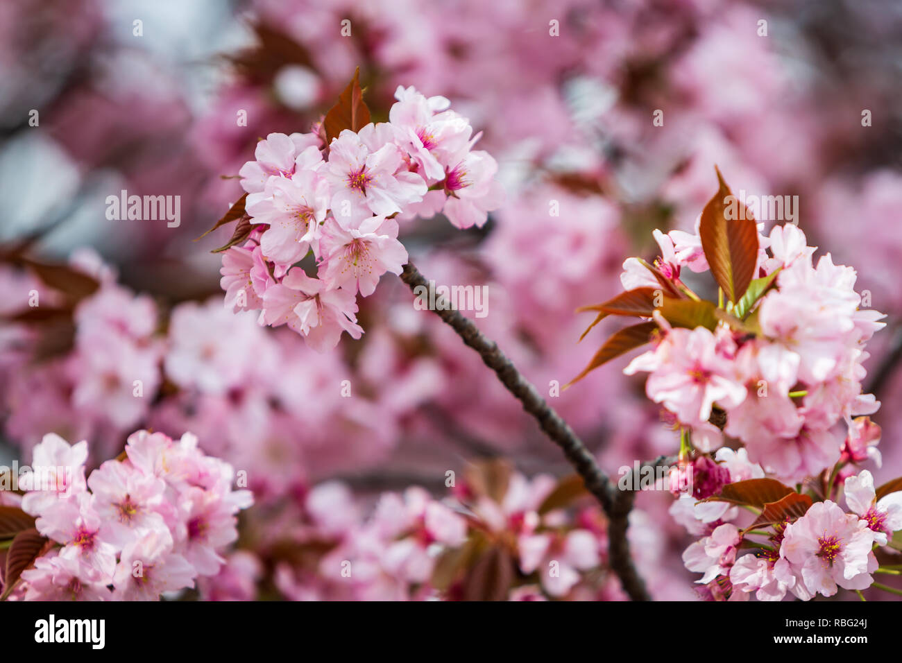 Fiore di Ciliegio con la natura sfondo, Sakura stagione in Giappone. Foto Stock