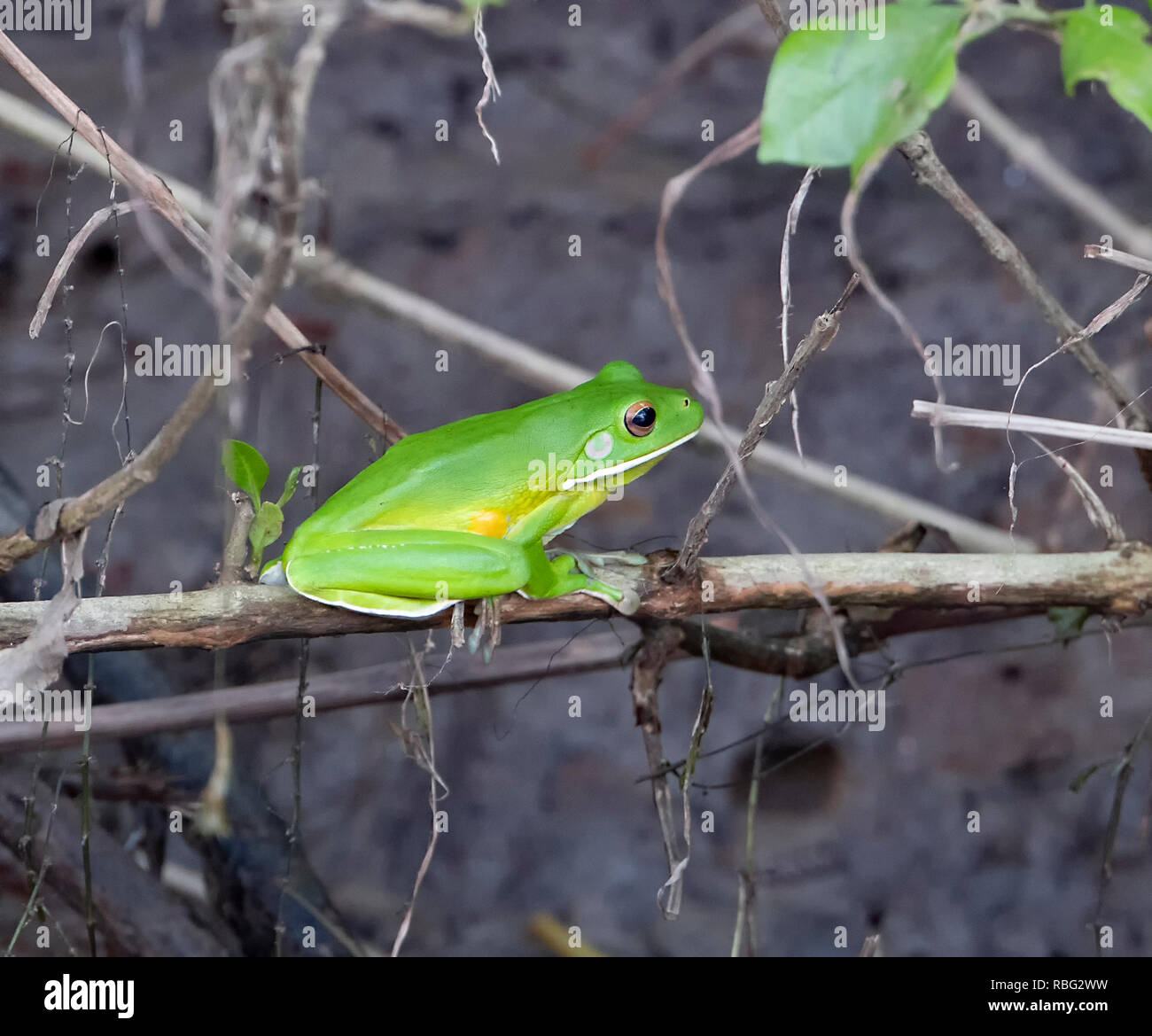 Bianco con labbro di Raganella (Litoria infrafrenata) appollaiato su un ramoscello nel Parco Nazionale Daintree, Wet Tropics, estremo Nord Queensland, FNQ, QLD, Australia Foto Stock