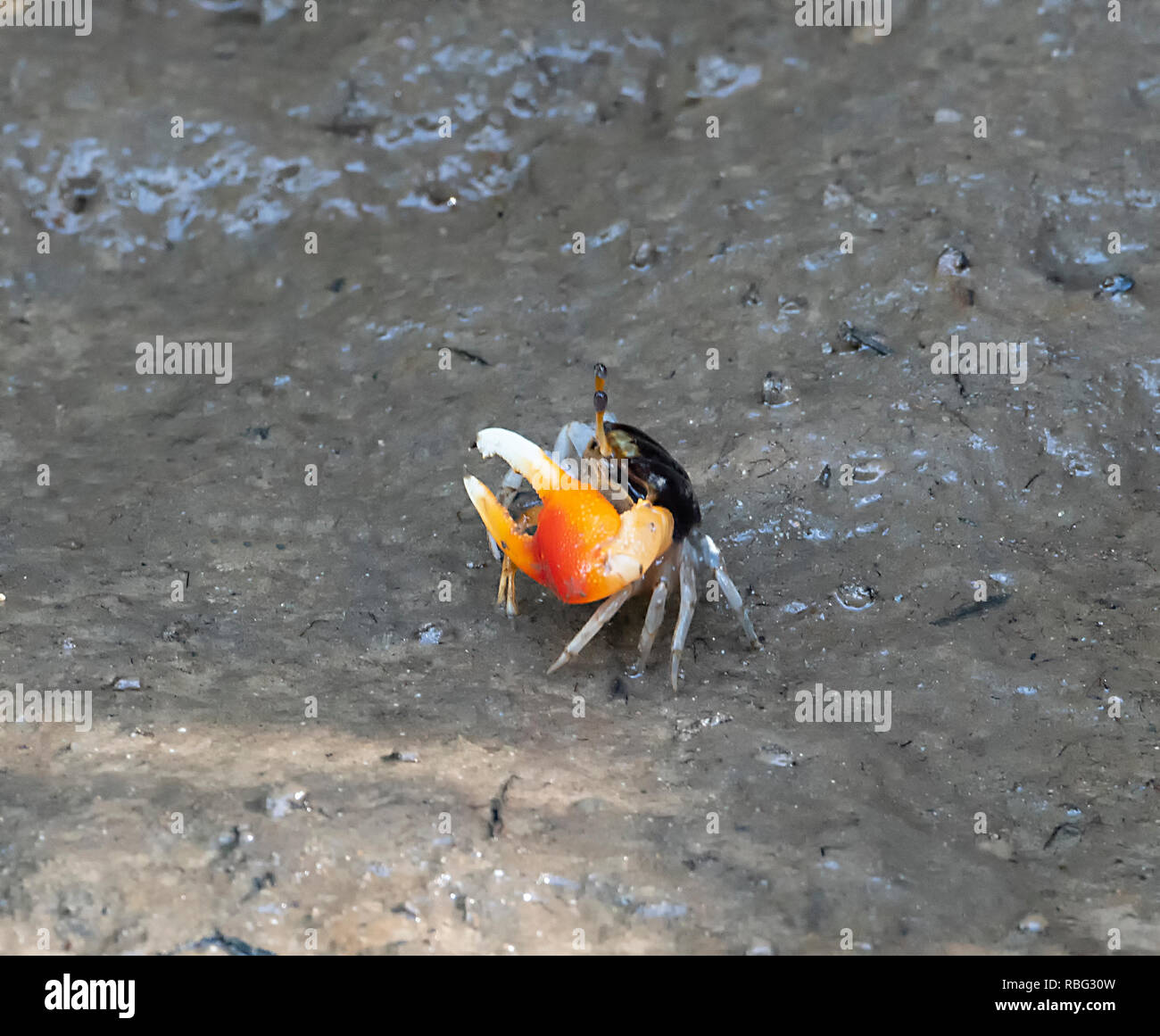 Arancio-artigliato Fiddler Crab (Uca coarctata), Parco Nazionale Daintree, Wet Tropics, estremo Nord Queensland, FNQ, QLD, Australia Foto Stock