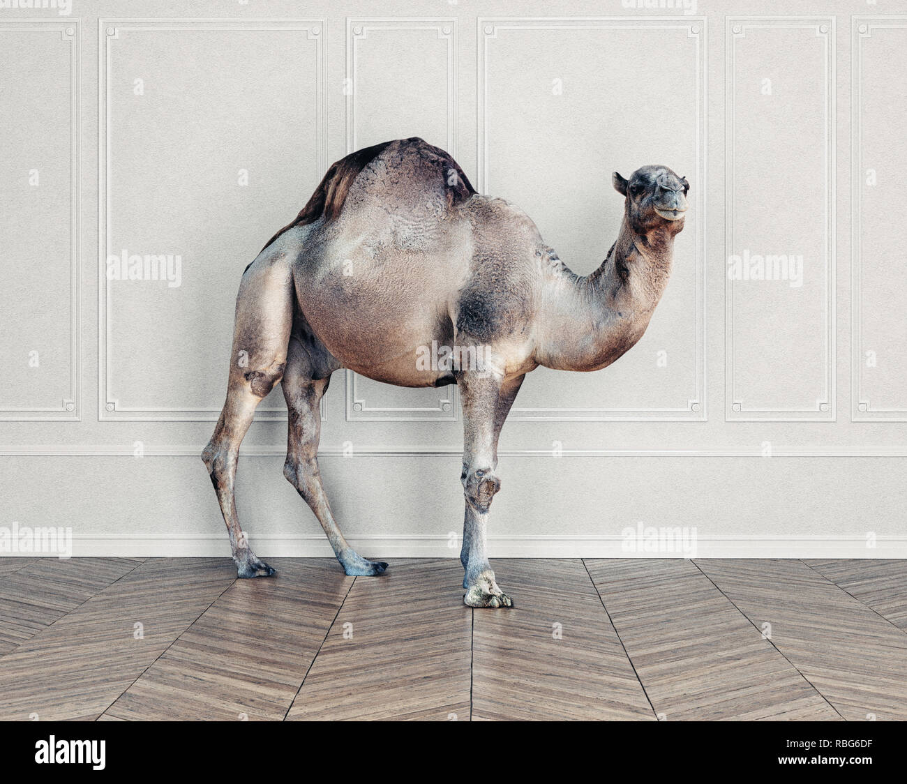 Il cammello in camera. Concetto Photocombination idea Foto Stock