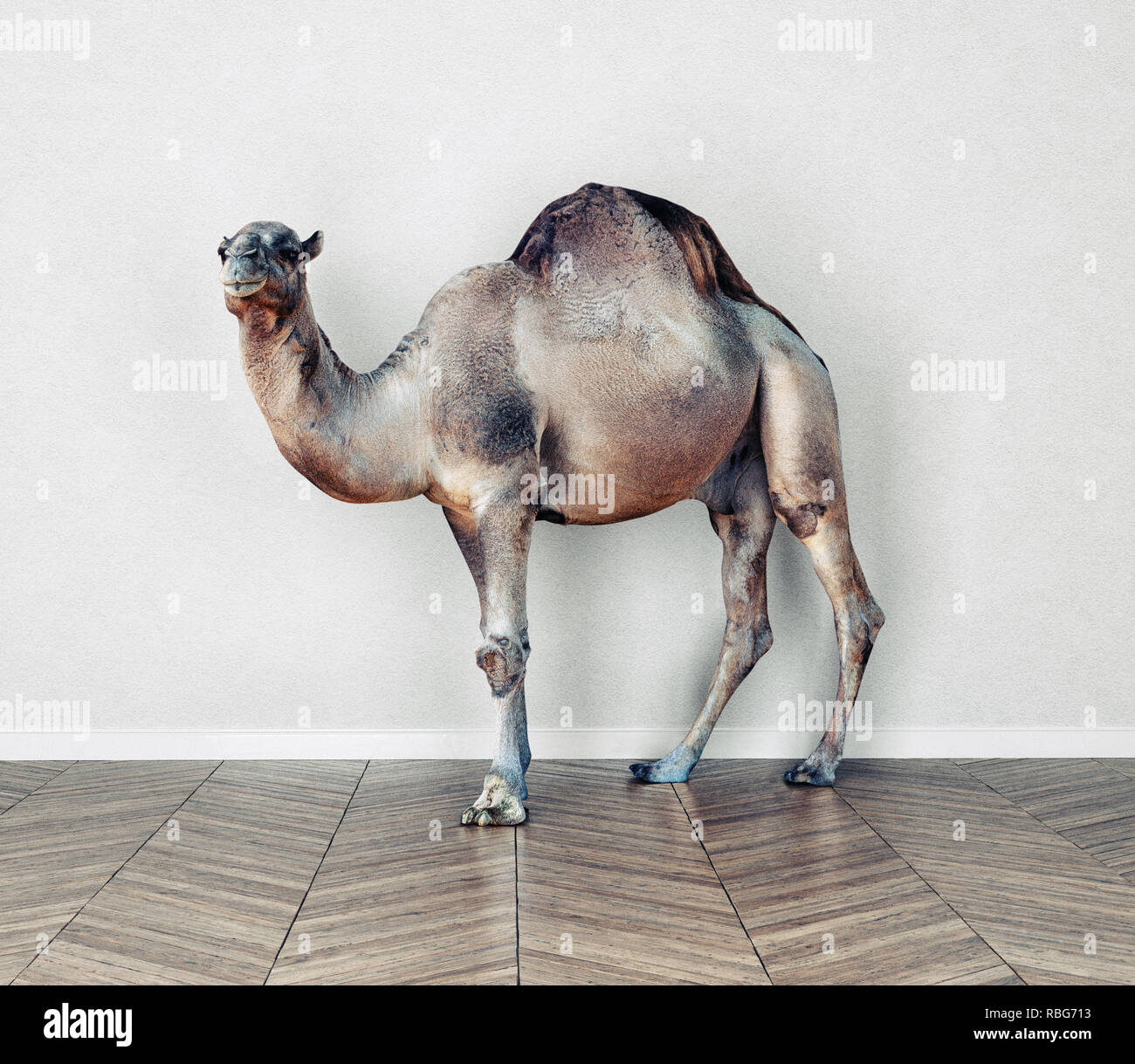 Il cammello in camera. Concetto Photocombination idea Foto Stock