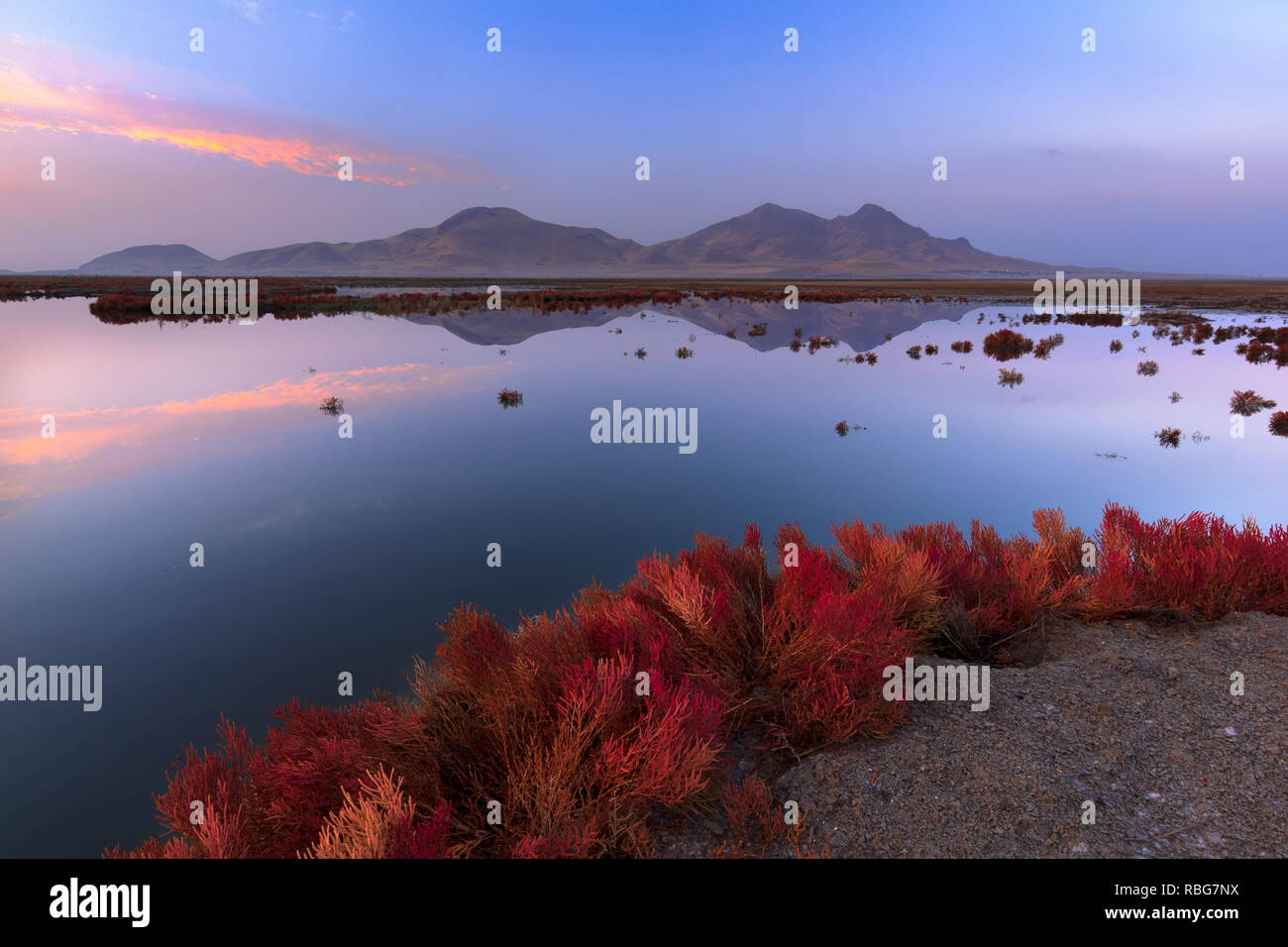 Le piante sono state coltivate a causa della siccità di Urmia Lake, West Azerbaijan provincia, Iran Foto Stock