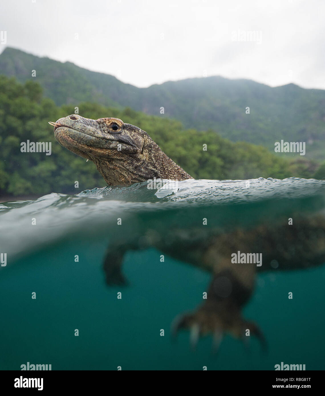 Il nuoto. Il folle momento un audace fotografo armato con un bastone cucinare off una selvaggia drago di Komodo da fermo la sua barca è stato catturato in video. Le riprese mozzafiato e ancora riprese mostrano le teste enormi e di linguette a forcella dei draghi, che possono pesare fino a 200 libbre, appena al di sopra della superficie dell'acqua mentre nuotano. Altro suggestivo scatta mostra ciò che si trova al di sotto di come il pericoloso Predator's potenti gambe spingerlo attraverso l'acqua nel perseguimento di un pasto. Notevoli le fotografie sono state prese al largo della costa della isola di Rinca, Parco Nazionale di Komodo, Indonesia da una barca a remi dal fotografo Andy Foto Stock