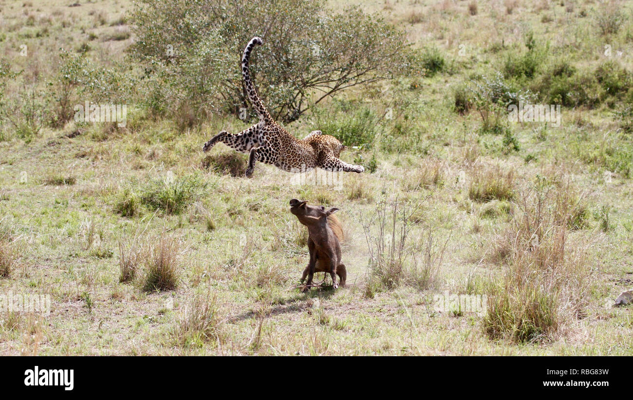 Un terrorizzato warthog la lotta disperata di sfuggire dalle grinfie di un affamato di gravidanza leopard è stato catturato in una serie di fantastici scatti. Immagini incredibili mostra il 130-pound leopard stalking la sua preda in un boschetto di boccole prima dell'warthog diventa consapevole del fatto che è in procinto di diventare la cena e compie una corsa per l'IT. Purtroppo per il warthog la sua velocità non è adatto per quella del predatore che rapidamente le catture fino e pounces prima di gustare un pasto meritato. Il suggestivo incontro fu catturato a Masai Mara, Kenya, da camp manager Peter Thompson (29) da Townsville, Australia. Pete Foto Stock