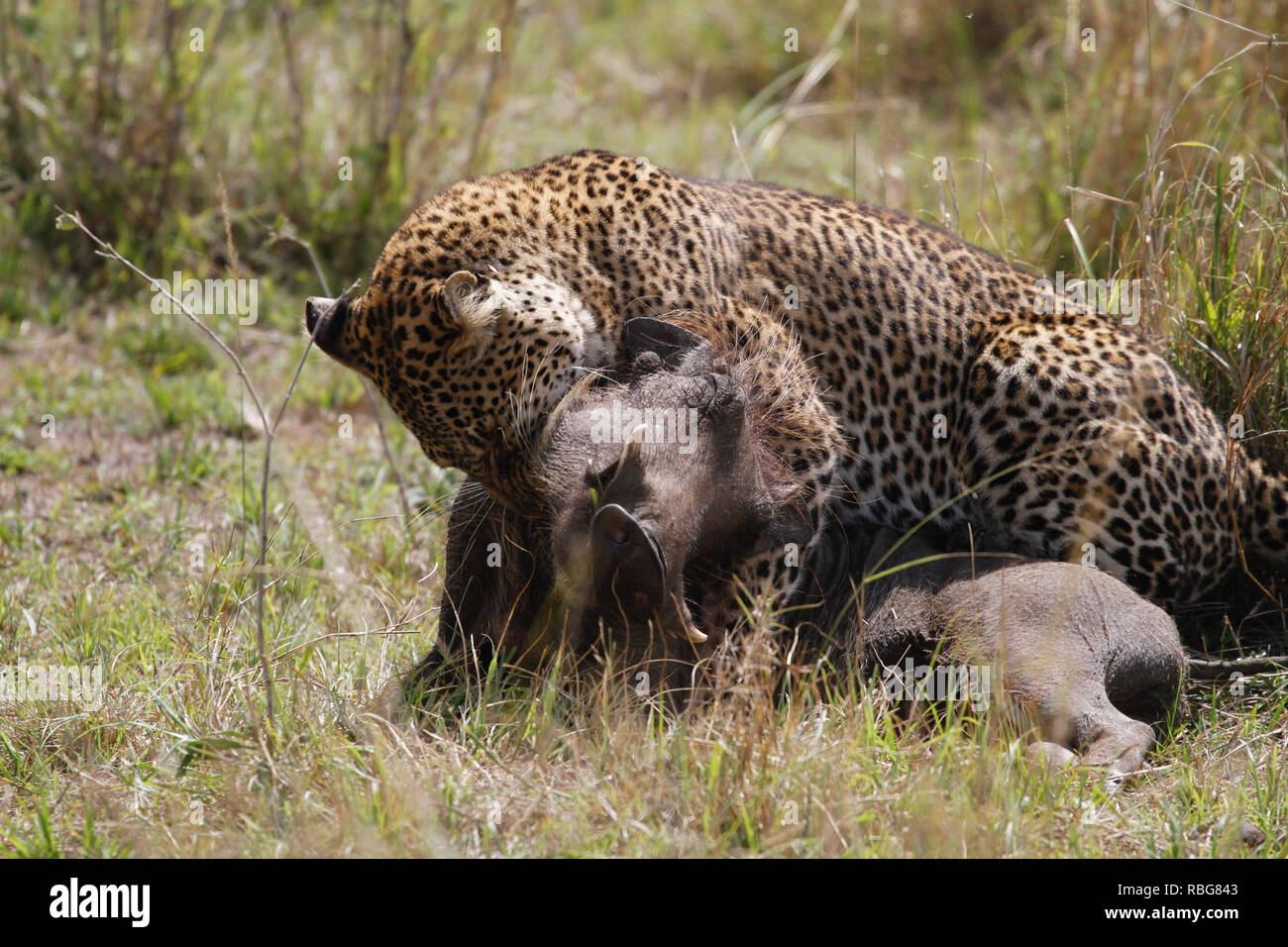 Un terrorizzato warthog la lotta disperata di sfuggire dalle grinfie di un affamato di gravidanza leopard è stato catturato in una serie di fantastici scatti. Immagini incredibili mostra il 130-pound leopard stalking la sua preda in un boschetto di boccole prima dell'warthog diventa consapevole del fatto che è in procinto di diventare la cena e compie una corsa per l'IT. Purtroppo per il warthog la sua velocità non è adatto per quella del predatore che rapidamente le catture fino e pounces prima di gustare un pasto meritato. Il suggestivo incontro fu catturato a Masai Mara, Kenya, da camp manager Peter Thompson (29) da Townsville, Australia. Pete Foto Stock