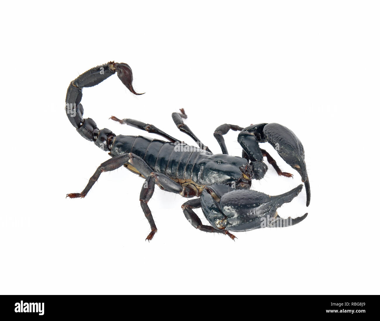 Scorpion su sfondo bianco Foto Stock