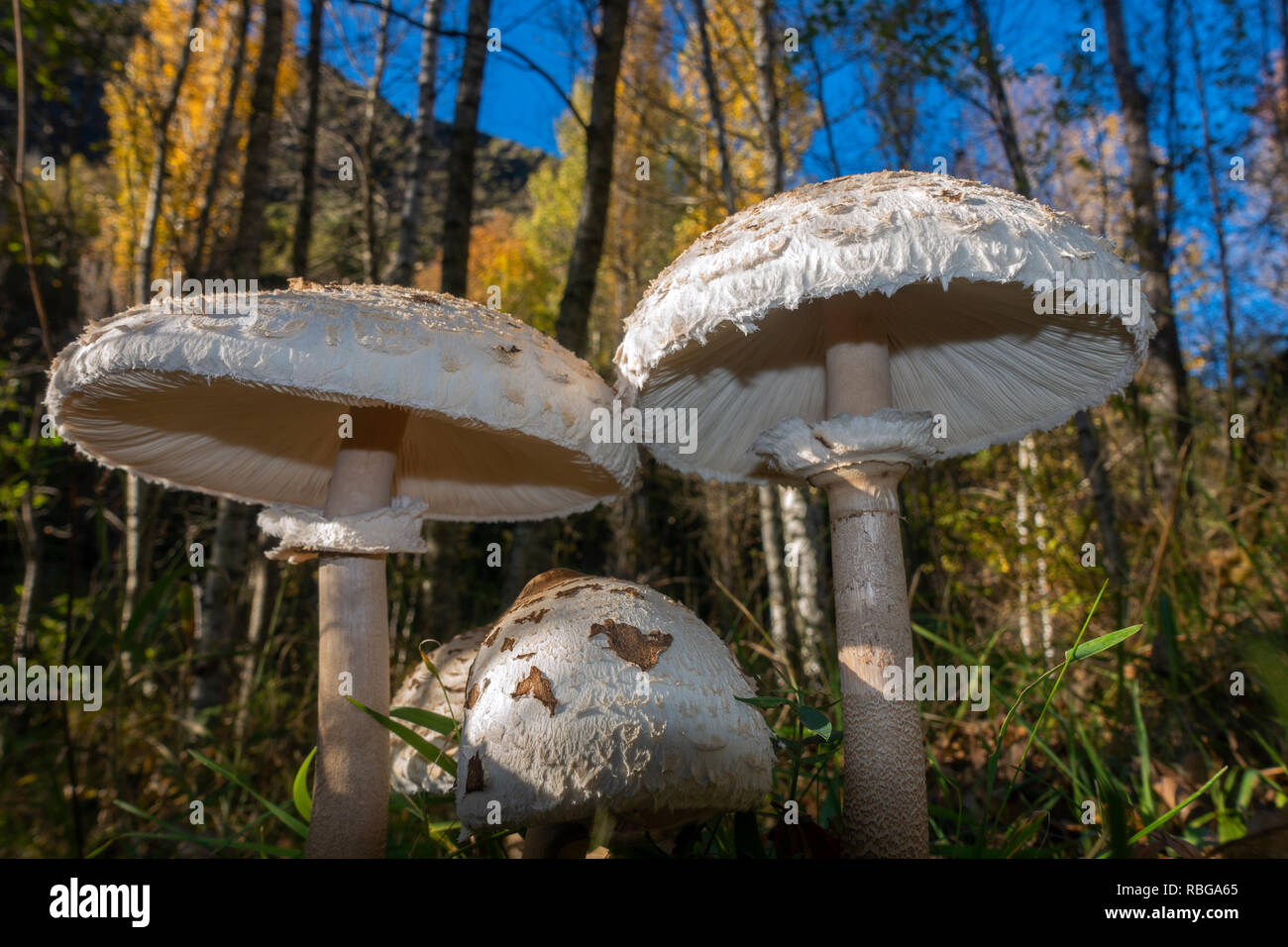 Funghi Foto Stock