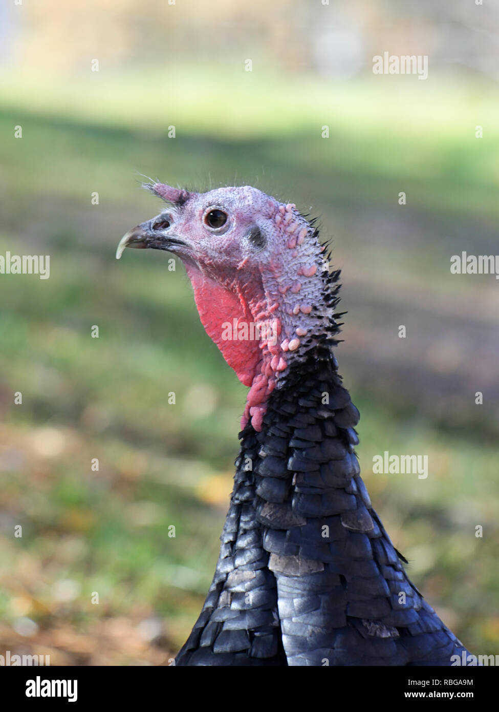 La Turchia domestici, Meleagris gallopavo, della gara 'Spanish nero' o 'Norfolk nero' Foto Stock