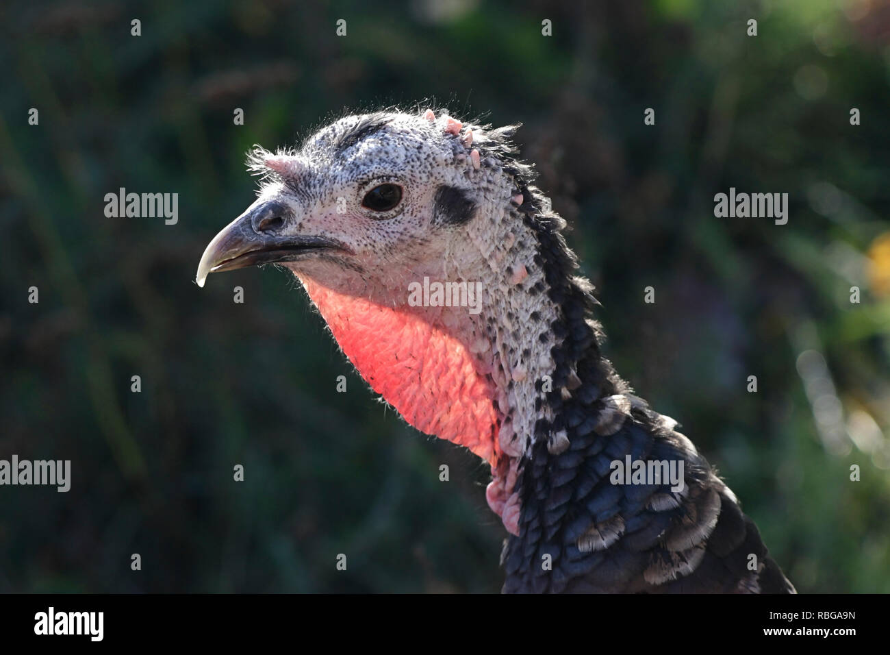 La Turchia domestici, Meleagris gallopavo, della gara 'Spanish nero' o 'Norfolk nero' Foto Stock