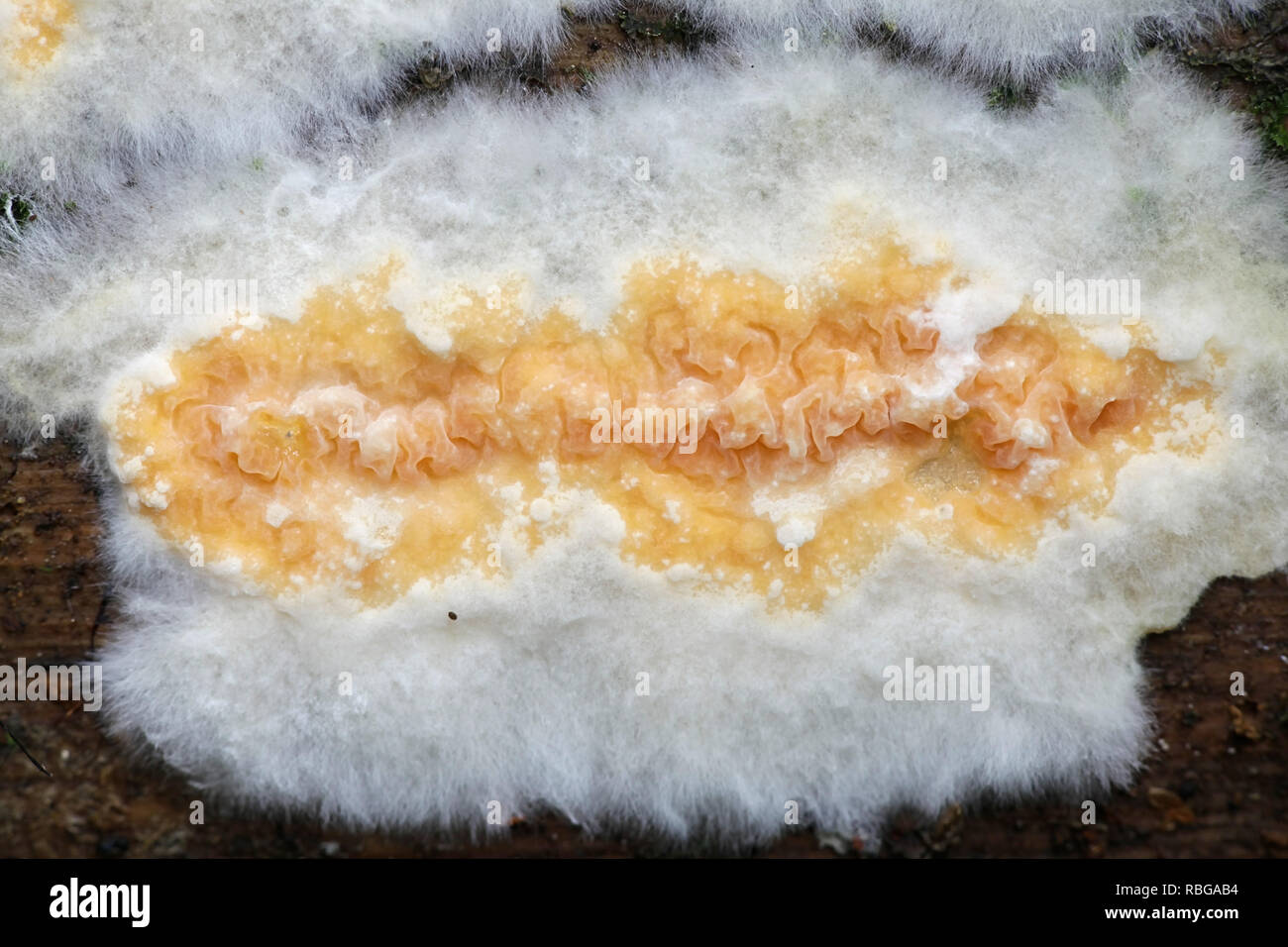 Bella crosta arancione fungo, Leucogyrophana mollusca Foto Stock