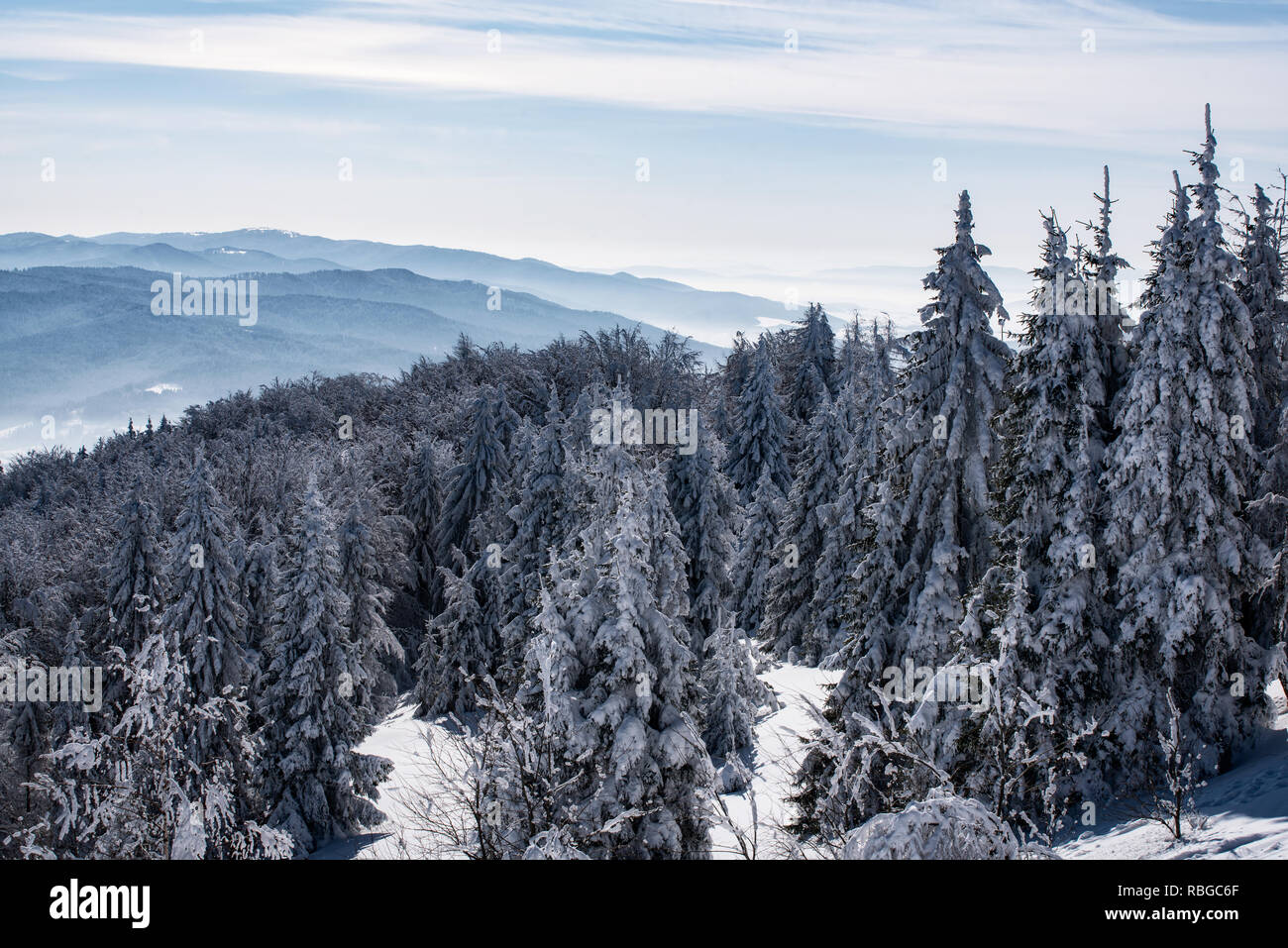 Il pittoresco e suggestivo panorama di montagne invernali con coperte di neve bosco di abete rosso in una giornata di sole Foto Stock