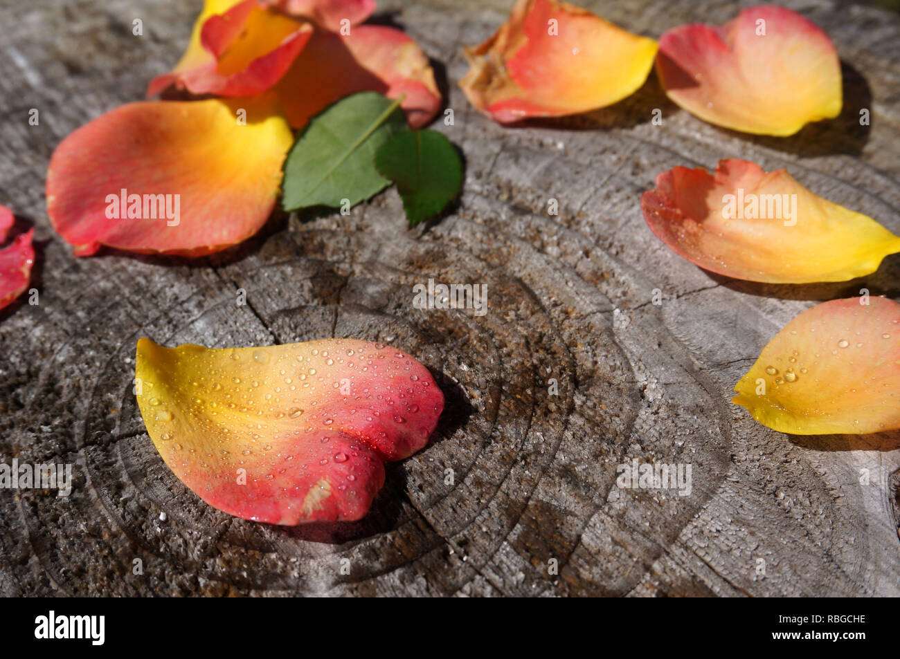 A forma di cuore di petali di rose sul tronco di un albero Foto Stock