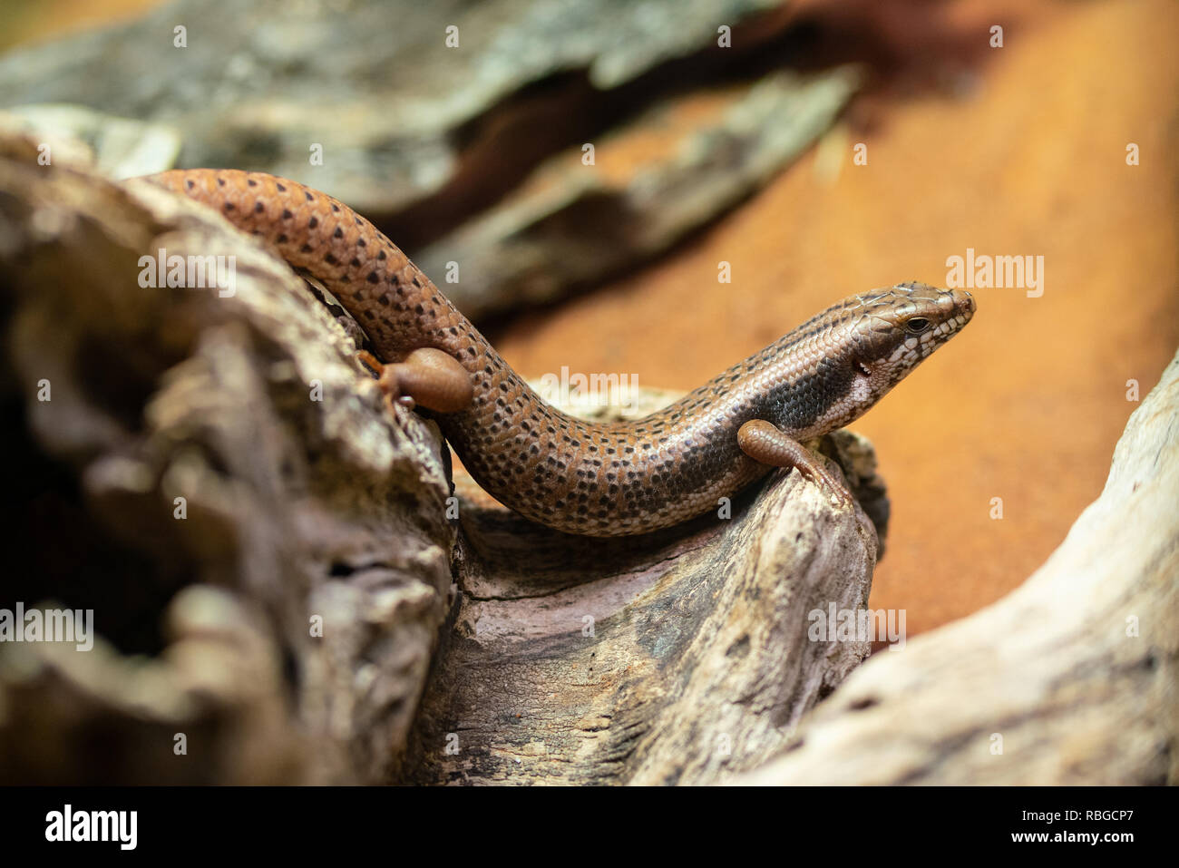 Goldfields bocchetta a lancia-skink o Egernia Formosa una lucertola endemica da Australia Foto Stock