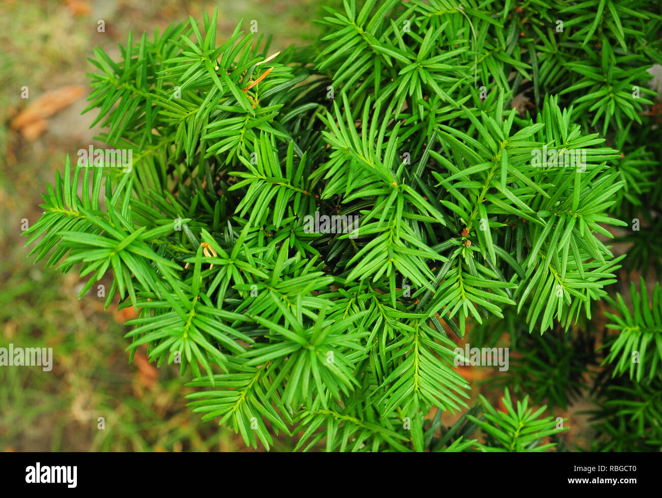 Yew Tree. Il Taxus baccata. È la struttura originariamente noto come yew, anche se con altri relativi alberi diventando noto, può essere ora noto come inglese yew, o Foto Stock