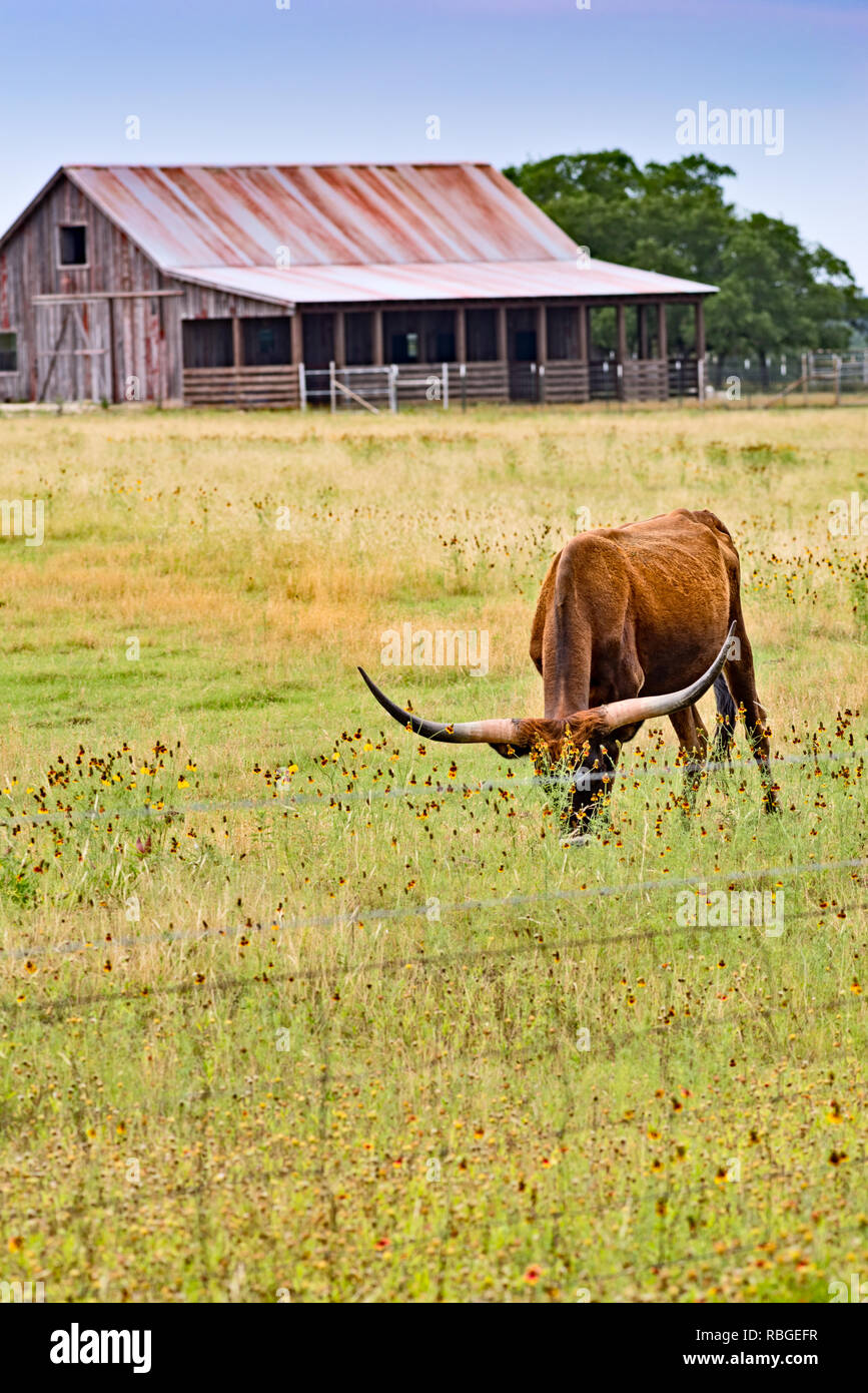 Verticale: Texas longhorn steer pascolare nel prato con fiori selvaggi e fienile in background. Foto Stock