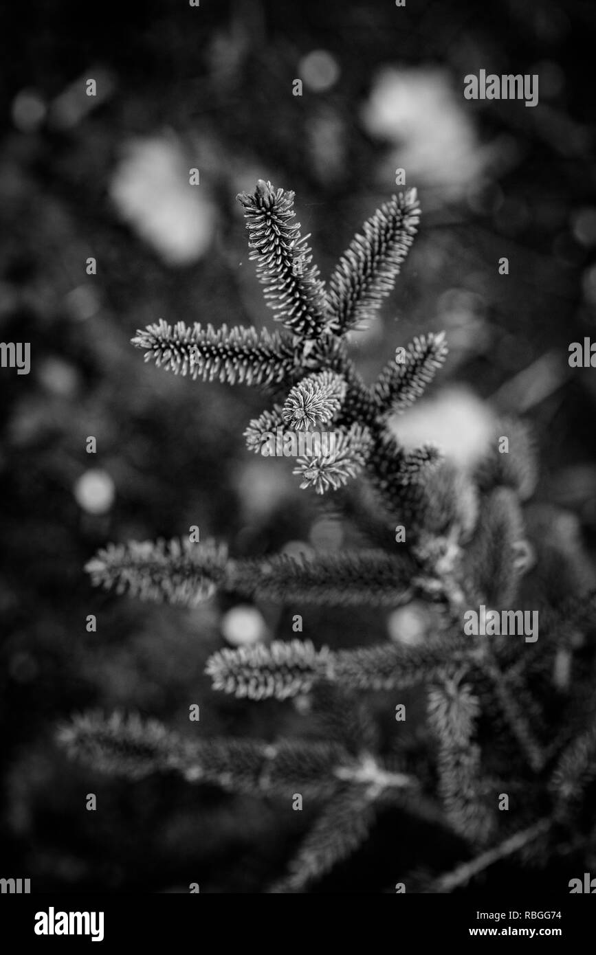 Bosco naturale ambiente; gli alberi di Natale tagliati. Foto Stock