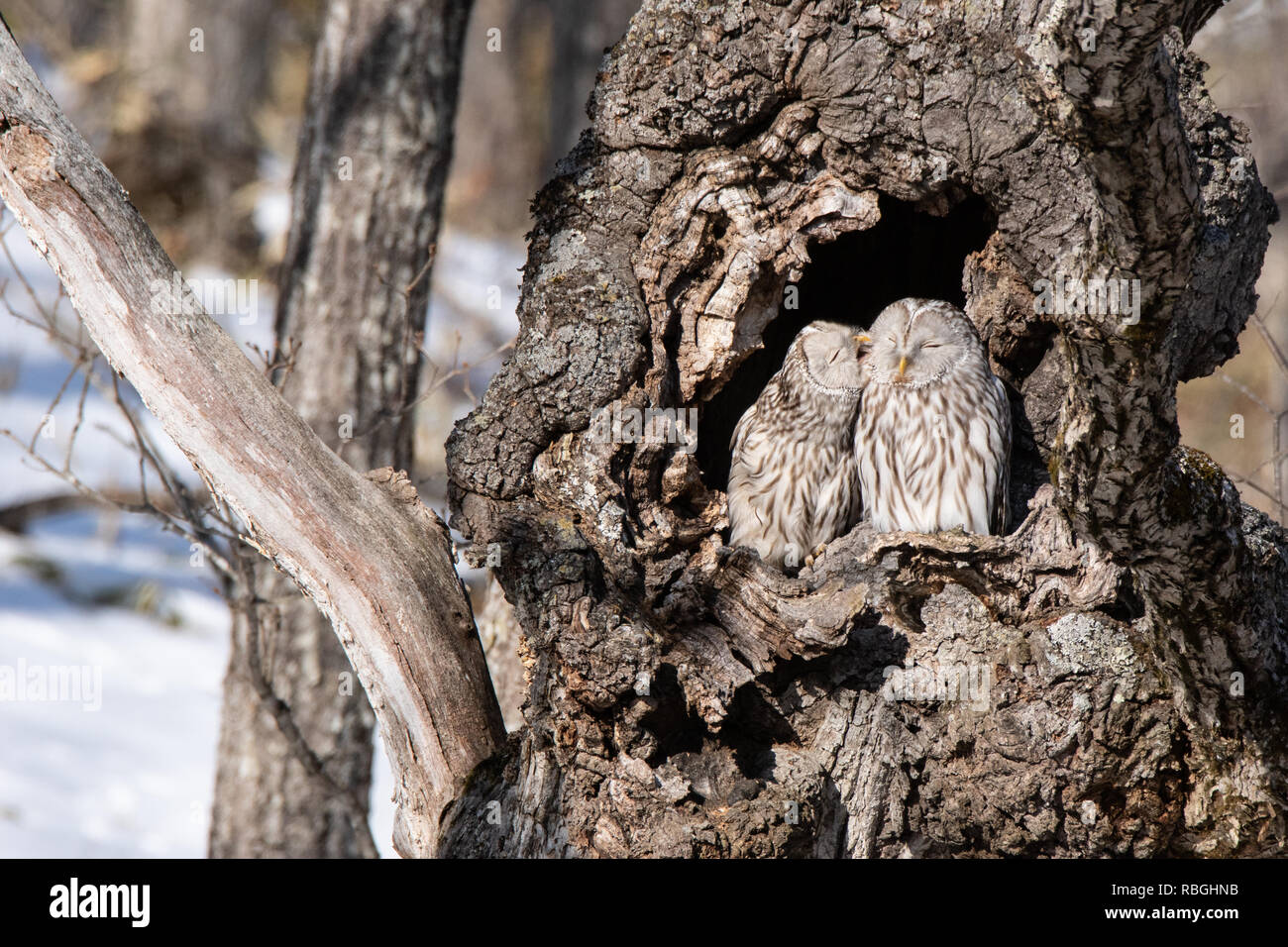 Un maschio di Yezo (Ezo) Ural Allocco (Strix uralensis japonica) stallieri la sua compagna in un albero cavo in Hokkaido, Giappone. Foto Stock