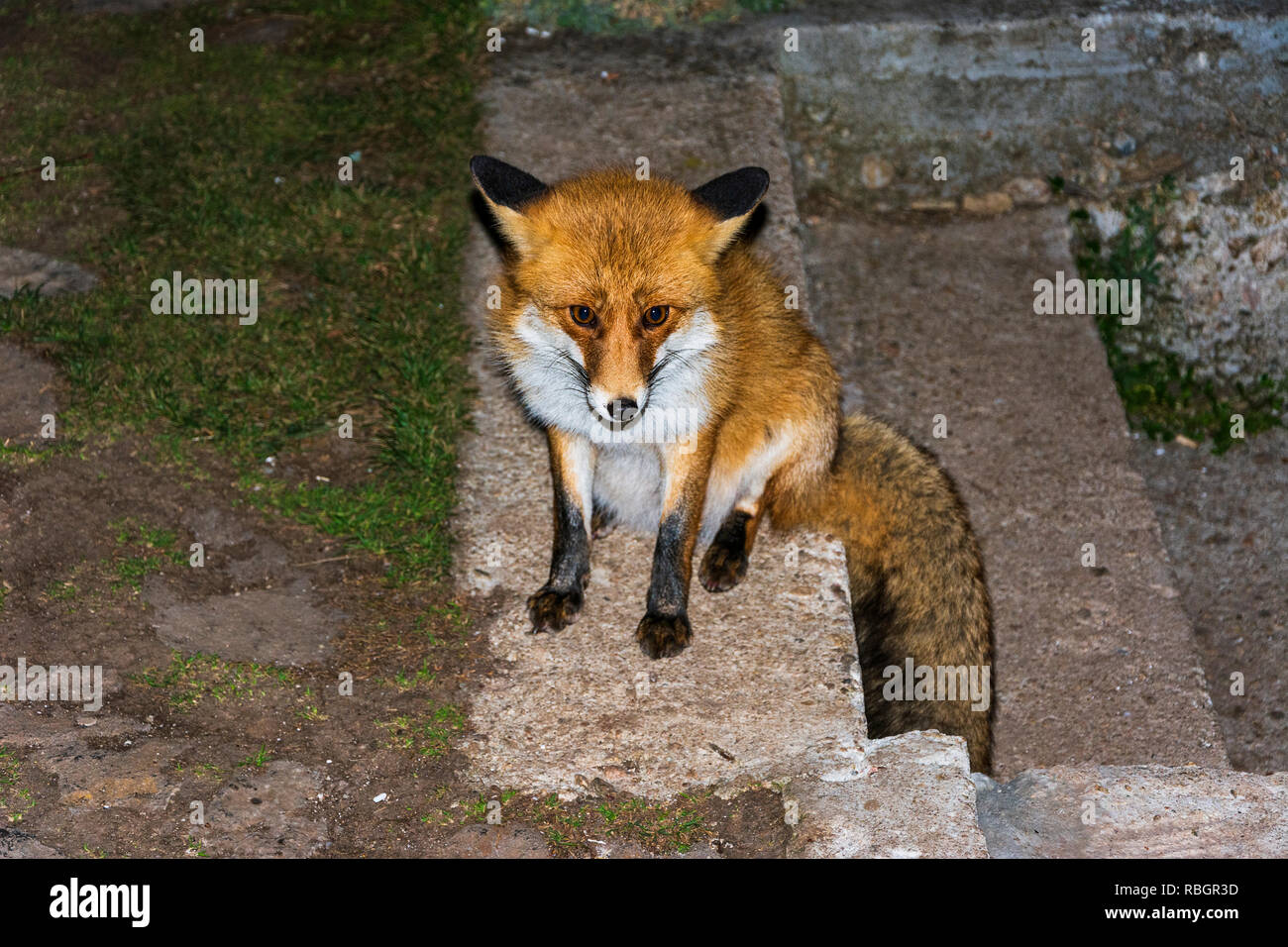 Wild montagna fox Foto Stock