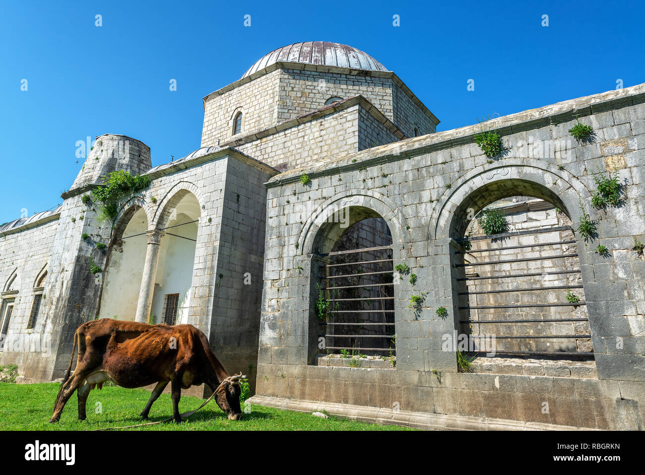 Mucca munching su alcuni erba al di fuori della moschea di piombo di Scutari, Albania Foto Stock