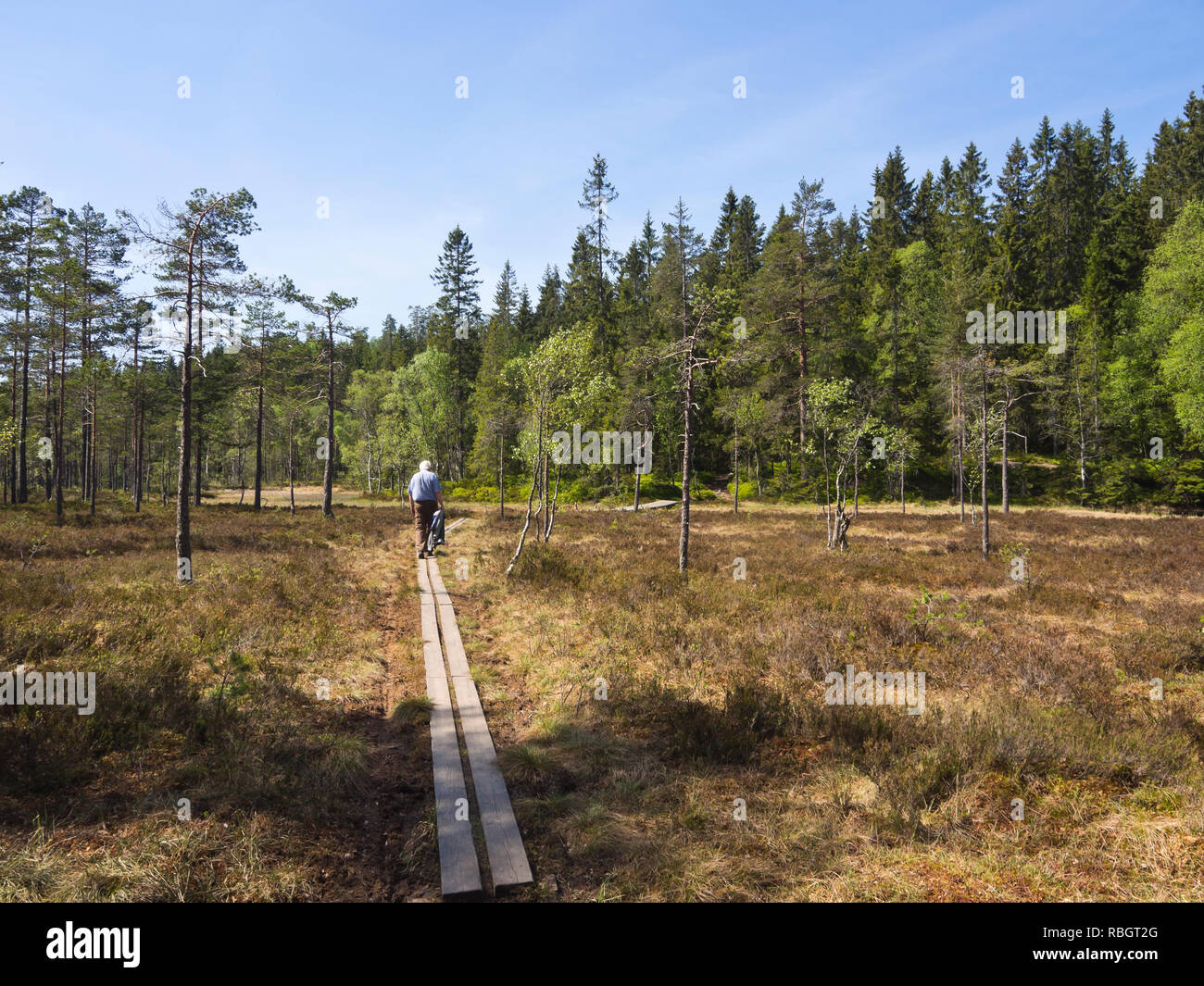 Tarda primavera in Nordmarka, Oslo Norvegia, escursionista su una passerella attraversando una zona paludosa nella foresta che circonda la capitale norvegese Foto Stock