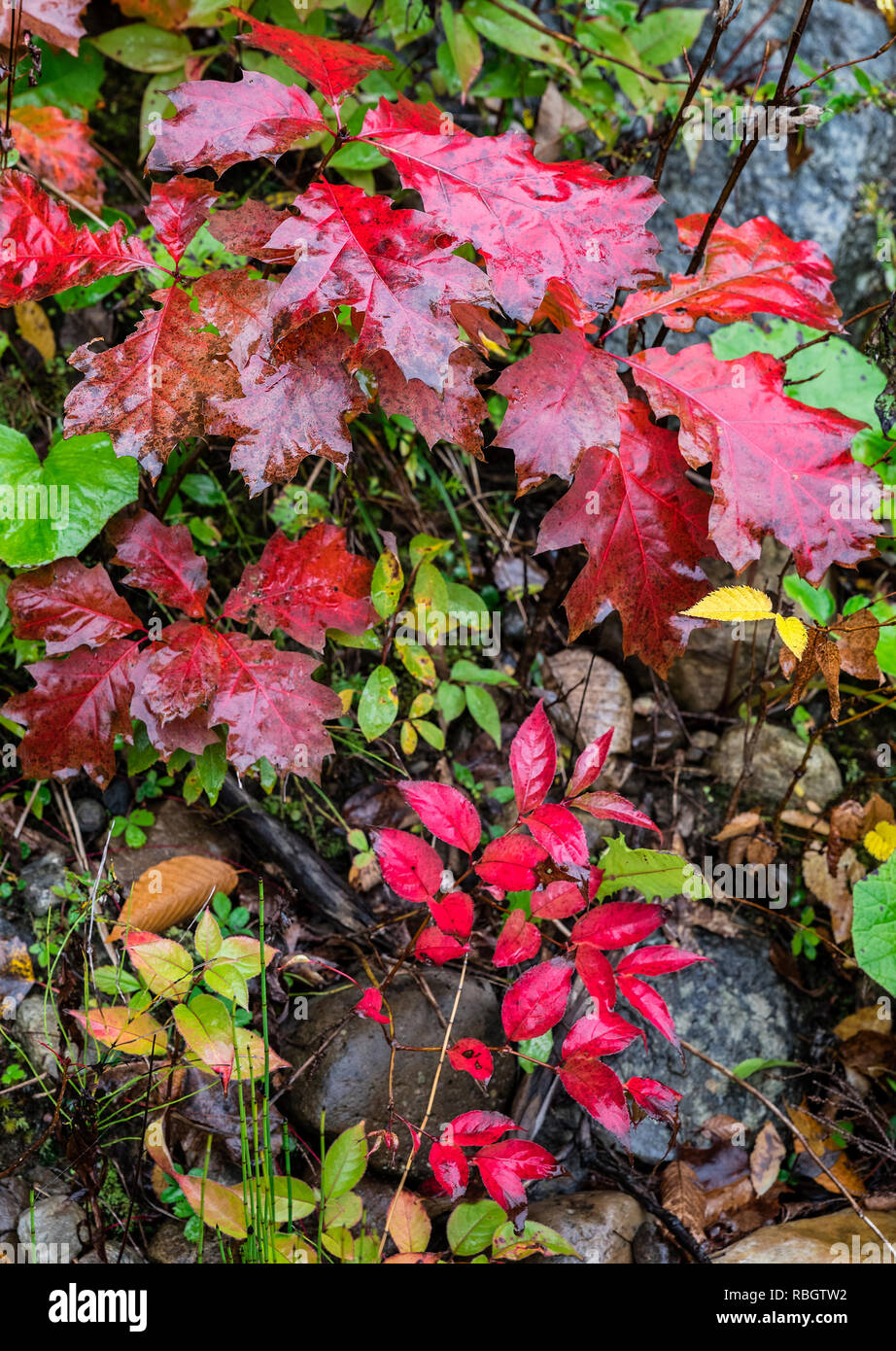 Colori d'autunno la copertura del terreno, Vermont, USA. Foto Stock