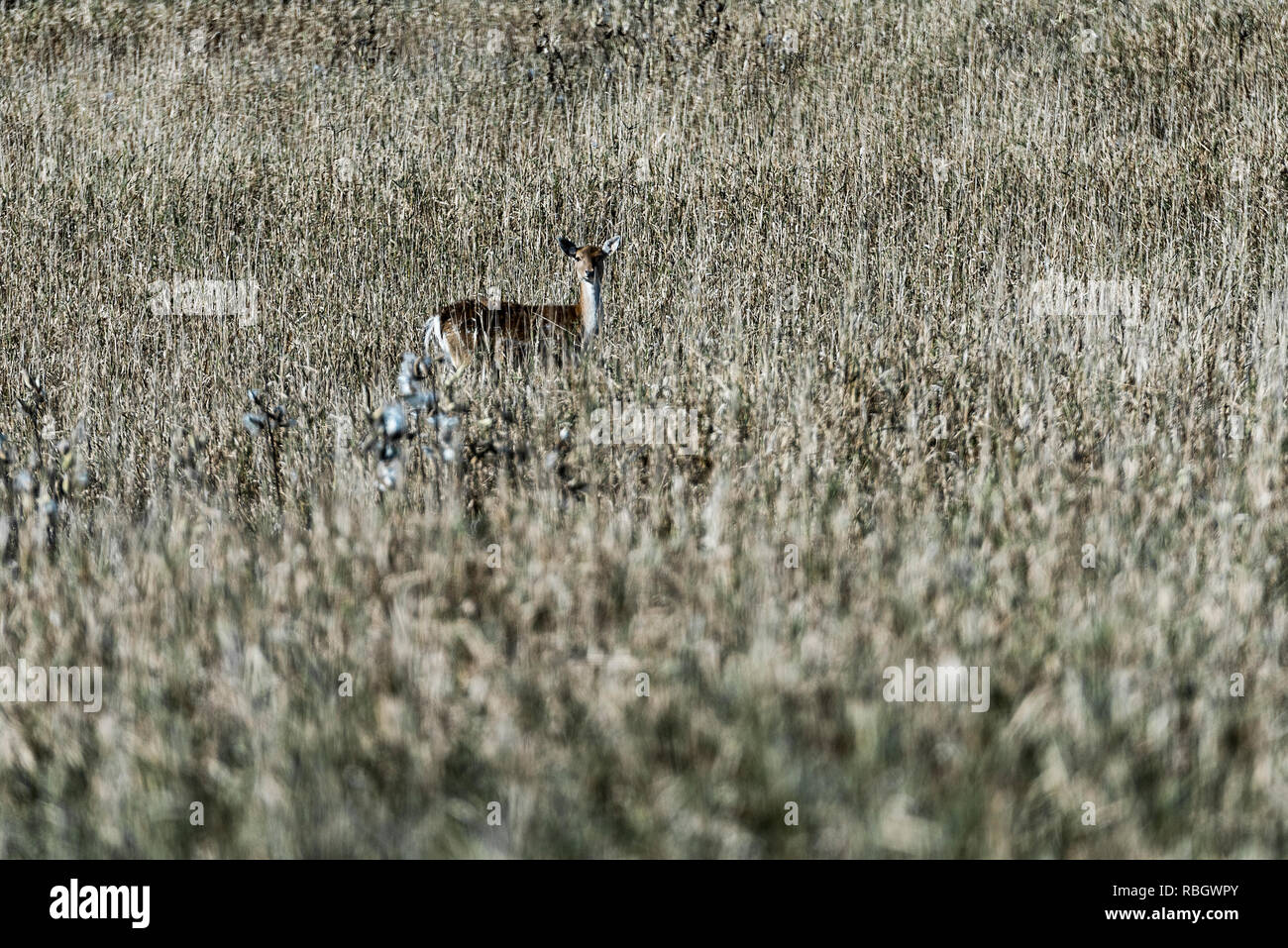 Young Deer alimentando in disegni pascolo di un commerciale cervi, LedgEnd Farm, Middlebury, Vermont, USA. Foto Stock
