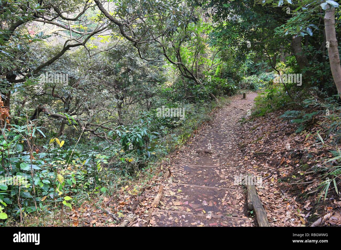 Giappone sentiero escursionistico. Foresta di Kamakura escursione - sentiero Tenen tra Zuisenji Kenchoji e templi. Foto Stock