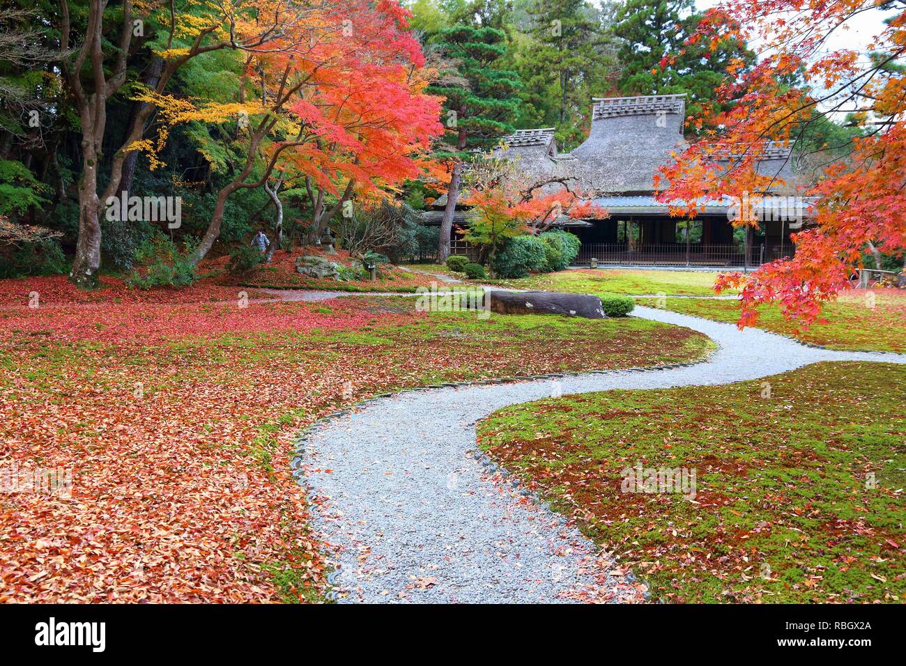 Colori dell'Autunno in Giappone - rosso momiji foglie (acero) in un giardino giapponese del tè di Yoshikien, Nara, Giappone. Foto Stock