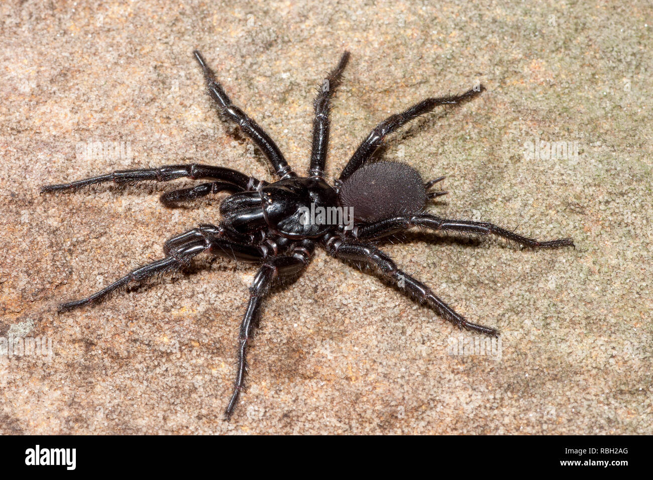 Sydney imbuto Spider Web Foto Stock