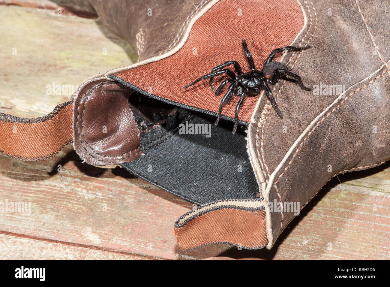 Imbuto Spider Web Foto Stock