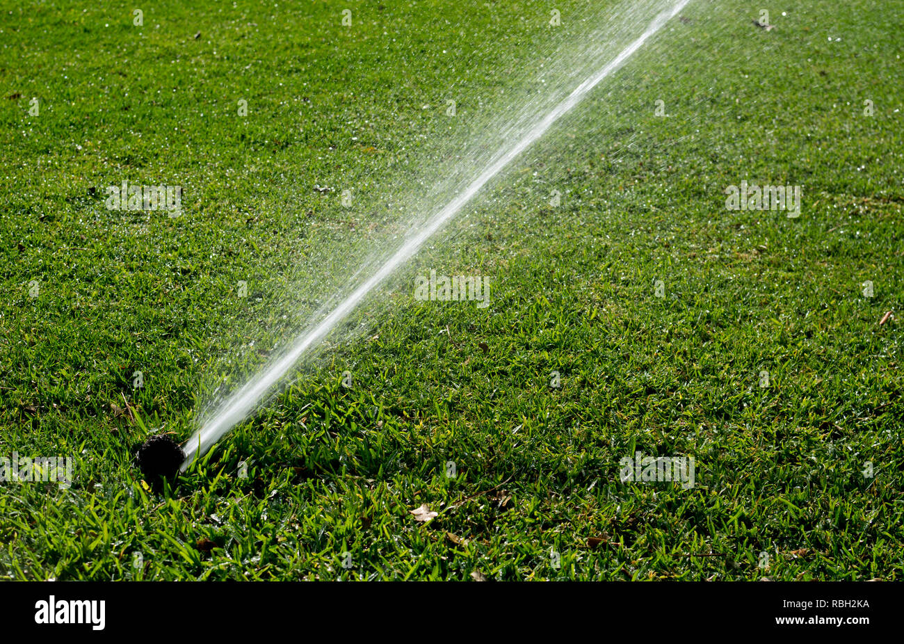 Spray di irrigazione in città Giardini Botanici di Brisbane, Queensland, Australia Foto Stock