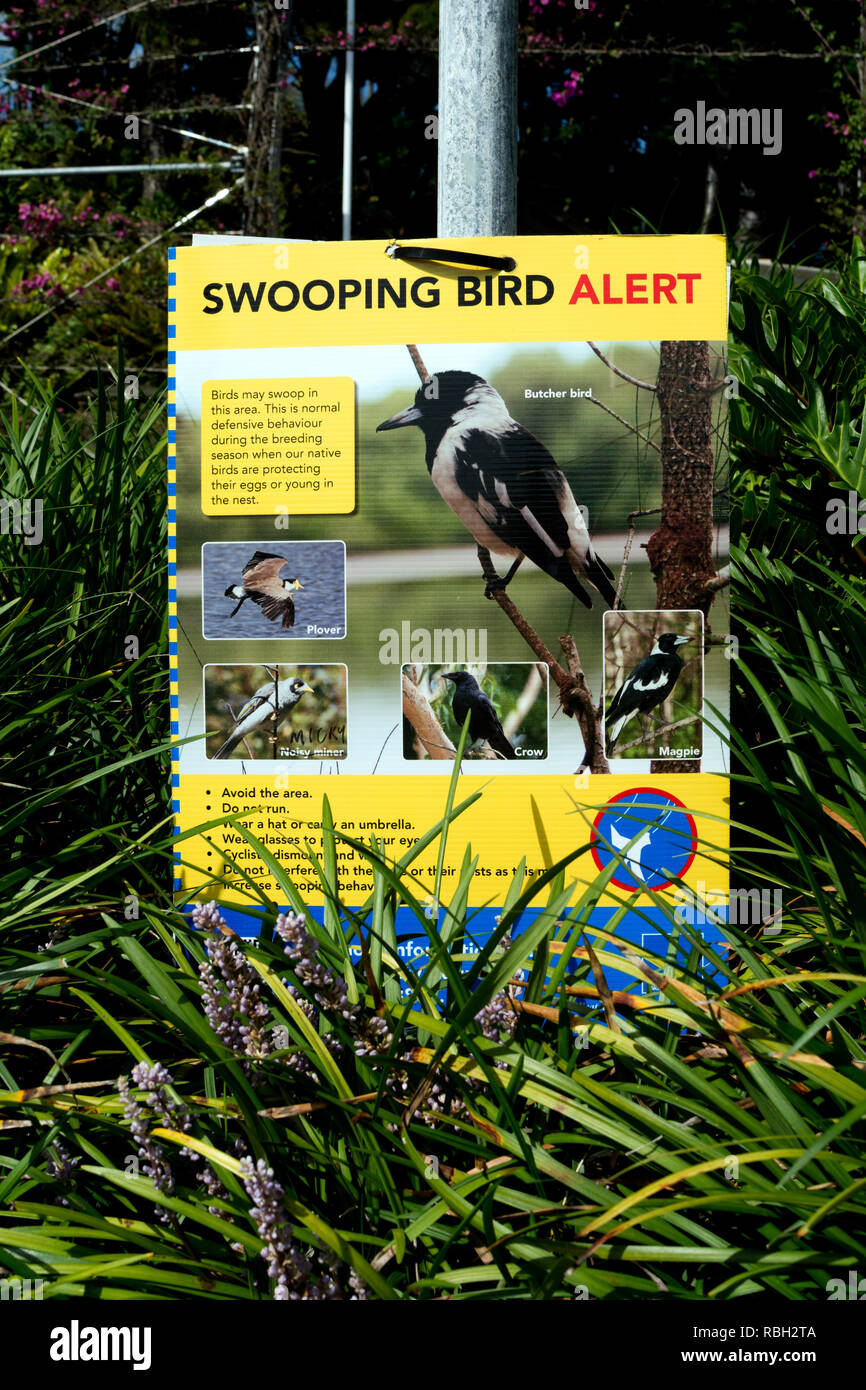 Piomba Bird avviso di notifica, Brisbane, Queensland, Australia Foto Stock
