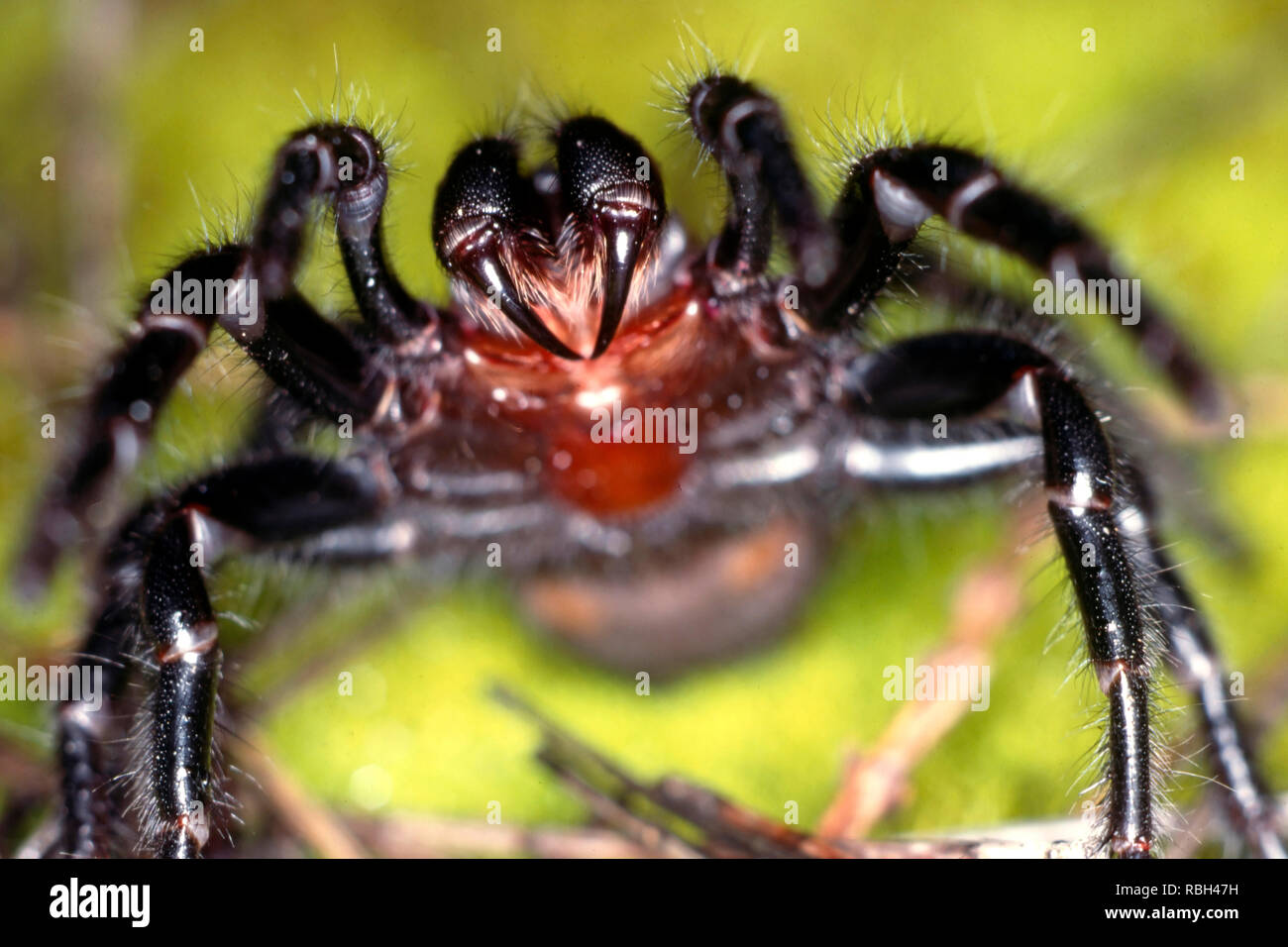 Sydney Funnel-Web Spider Atrax robustus altamente pericoloso ragno dalla regione di Sydney in Australia Foto Stock