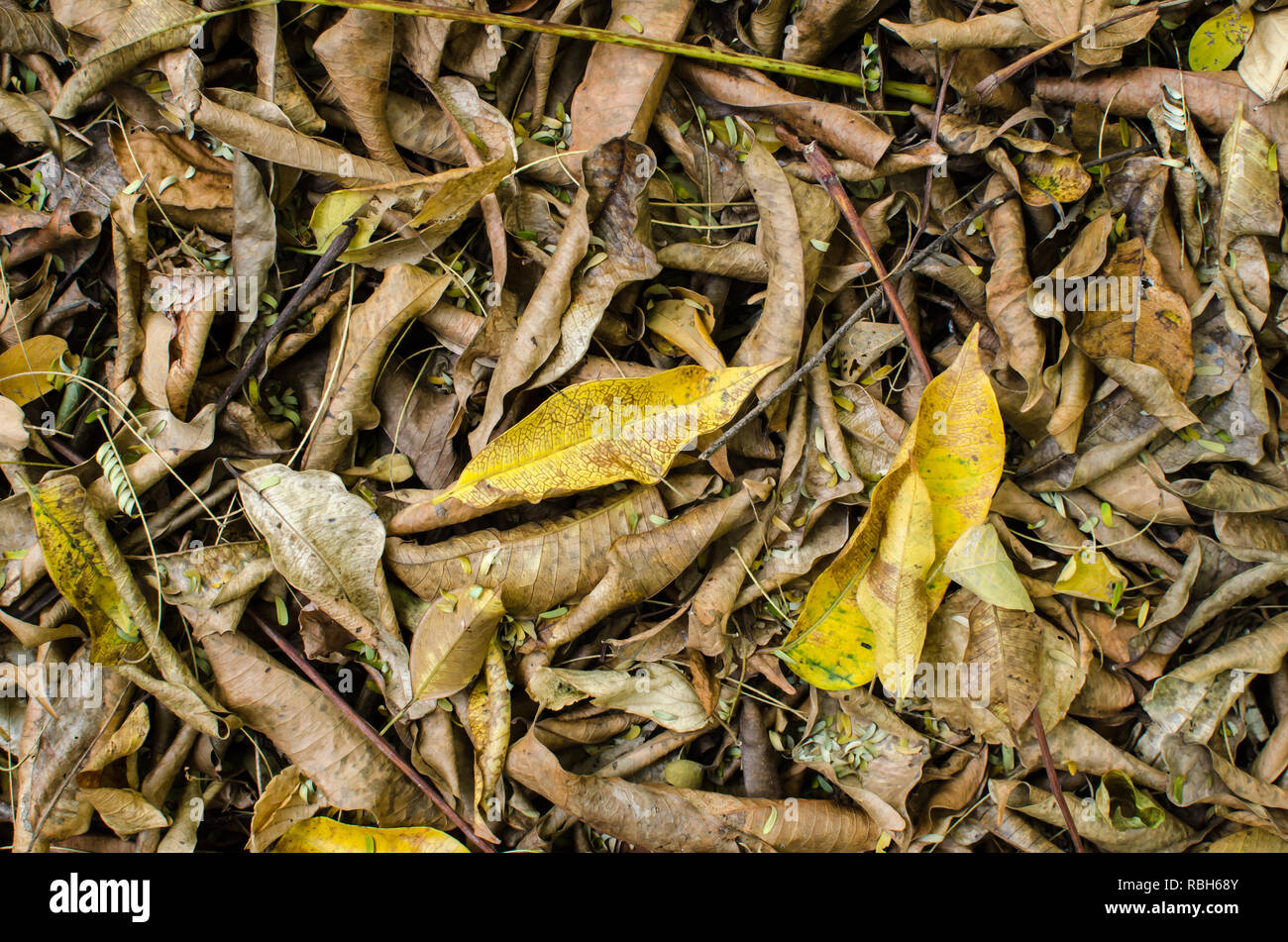 Dettaglio del tropicale secco forest floor all inizio della stagione secca in Panama Foto Stock