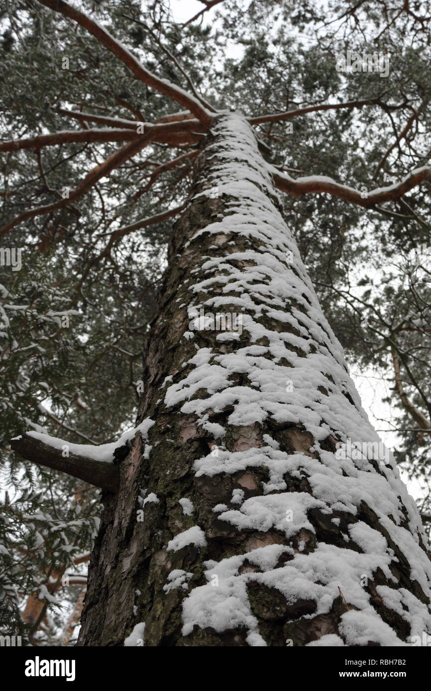 La neve sulla corteccia di un albero di pino Foto Stock