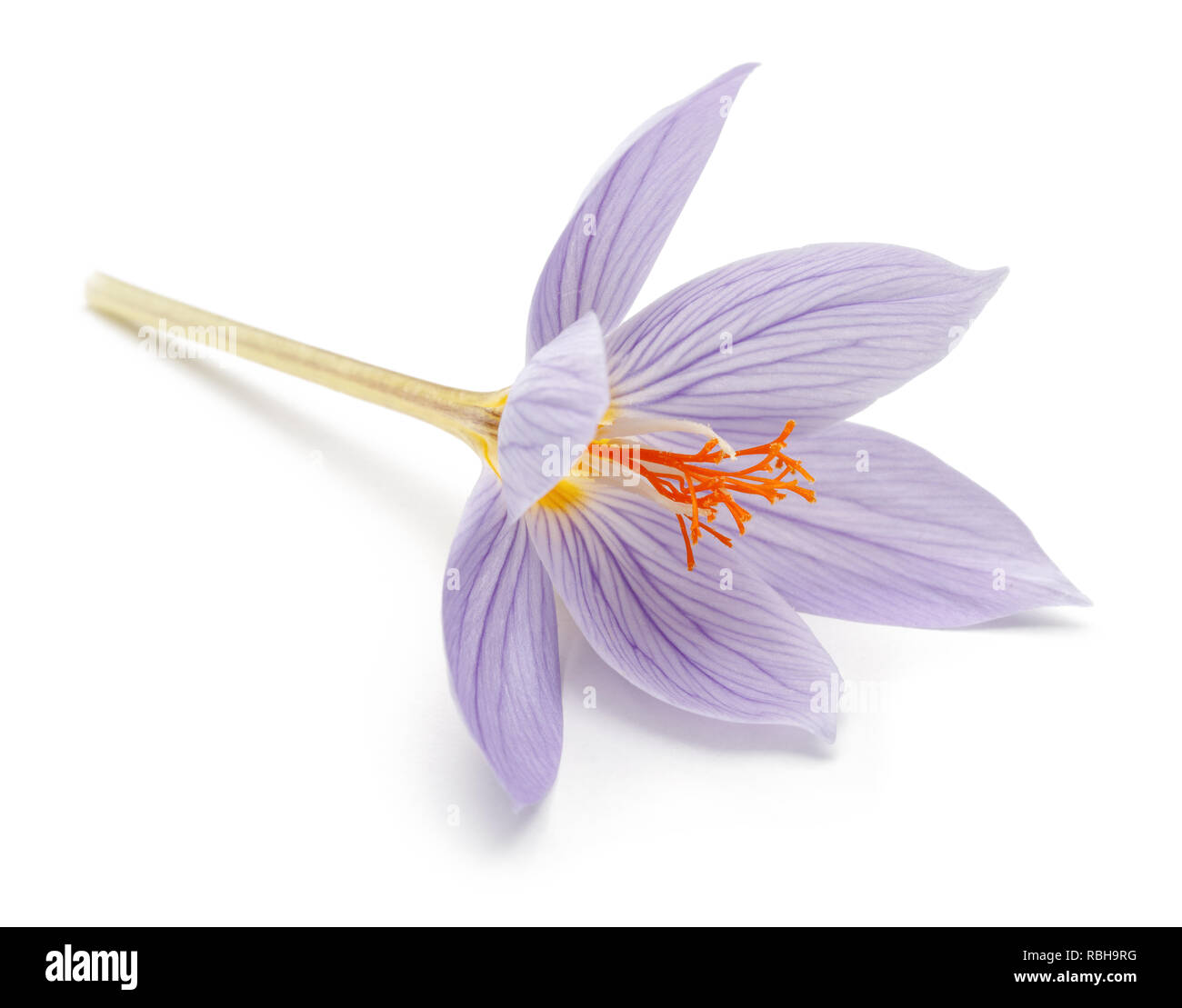 Fiore Crocus isolati su sfondo bianco Foto Stock