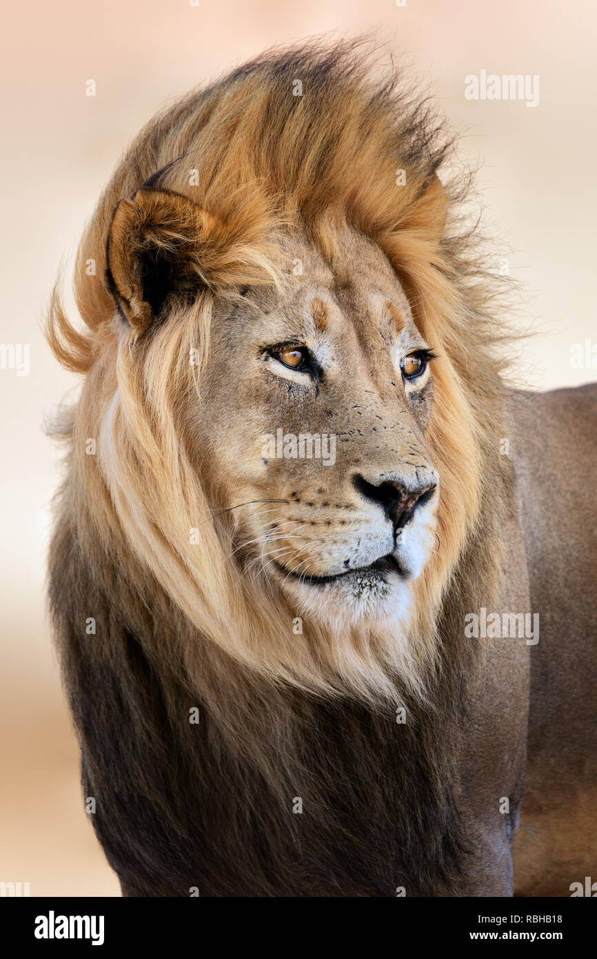 Grande leone maschio verticale con vento che soffia i suoi capelli. Panthera leo Foto Stock