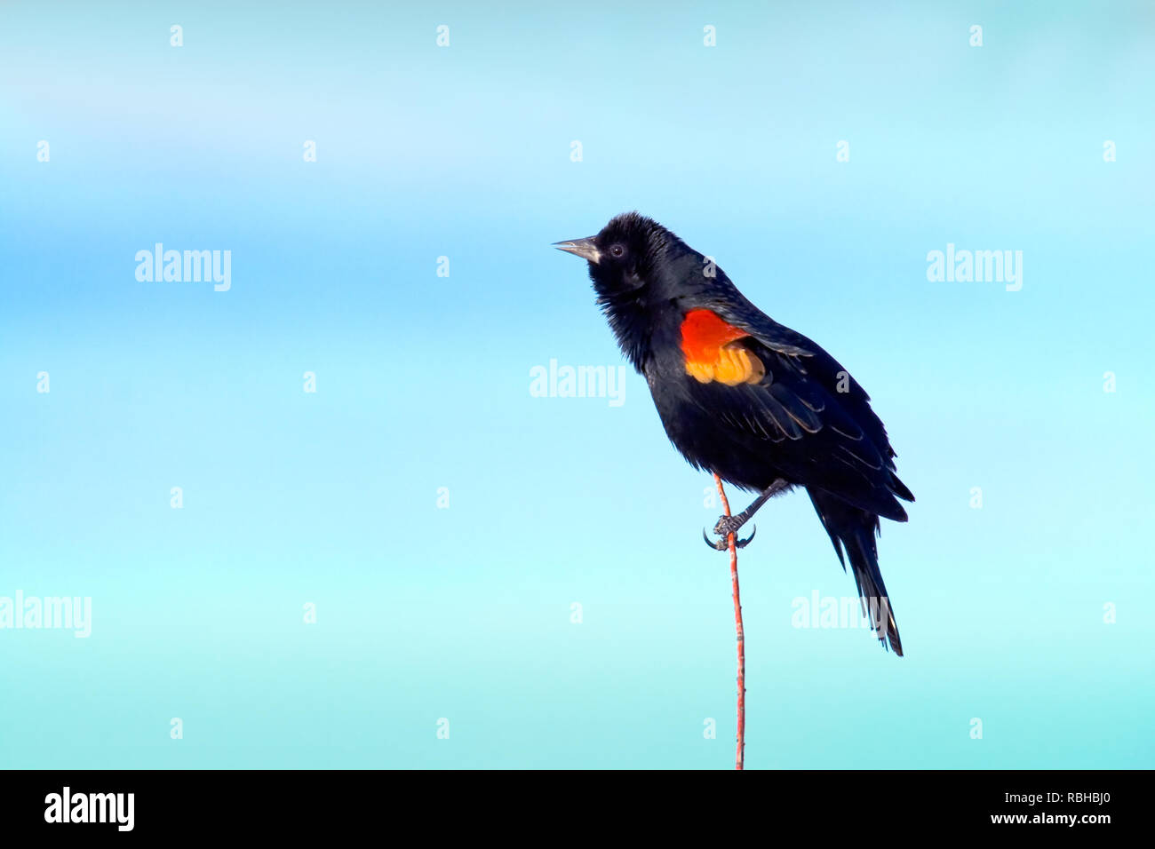 Ala Rossa Blackbird sul pettine blu cielo Foto Stock